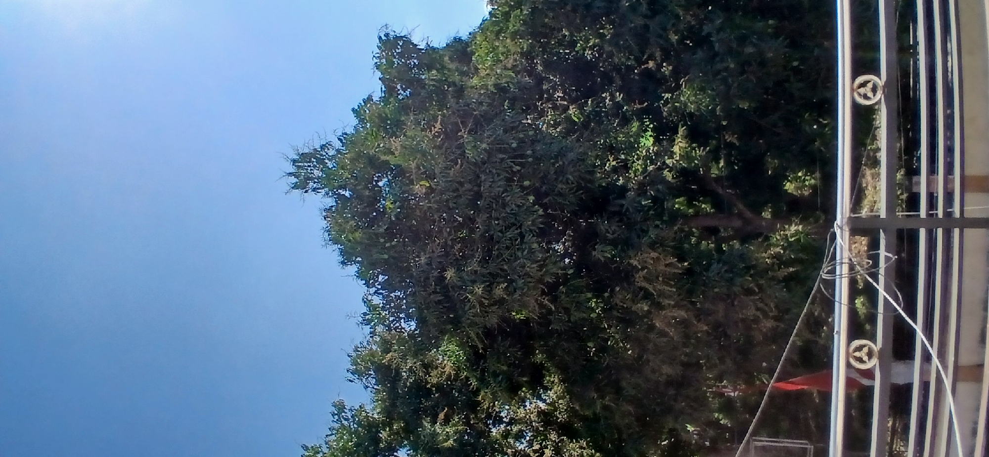 A large, leafy tree with dark green foliage dominates the center of the frame, its branches reaching towards a clear, bright blue sky. Some of the leaves are illuminated by sunlight, creating a dappled effect. In the foreground, a metal railing with horizontal bars runs across the bottom of the image. A red flag is visible behind the railing on the left side. A coiled wire is also present on the railing. The overall scene suggests an outdoor setting, possibly a park or garden, under a sunny sky in Pejaten, Indonesia.