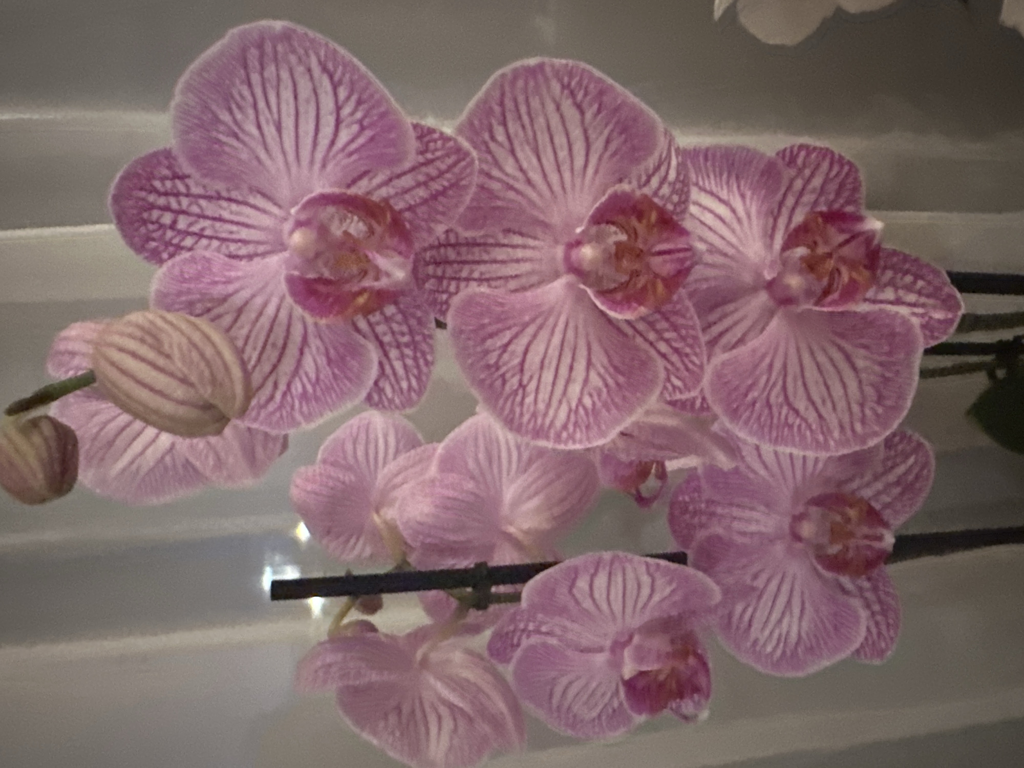 The image shows a close-up of a potted orchid plant with several pink and white striped flowers and buds. The flowers are delicate and intricate, with a velvety texture and fine lines. The plant is supported by a dark stem, and there are hints of green leaves at the bottom of the frame. The background is blurred and appears to be a softly lit indoor environment, possibly near a window with sheer curtains. There is no indication of the specific location being Steenwijk, Netherlands.
