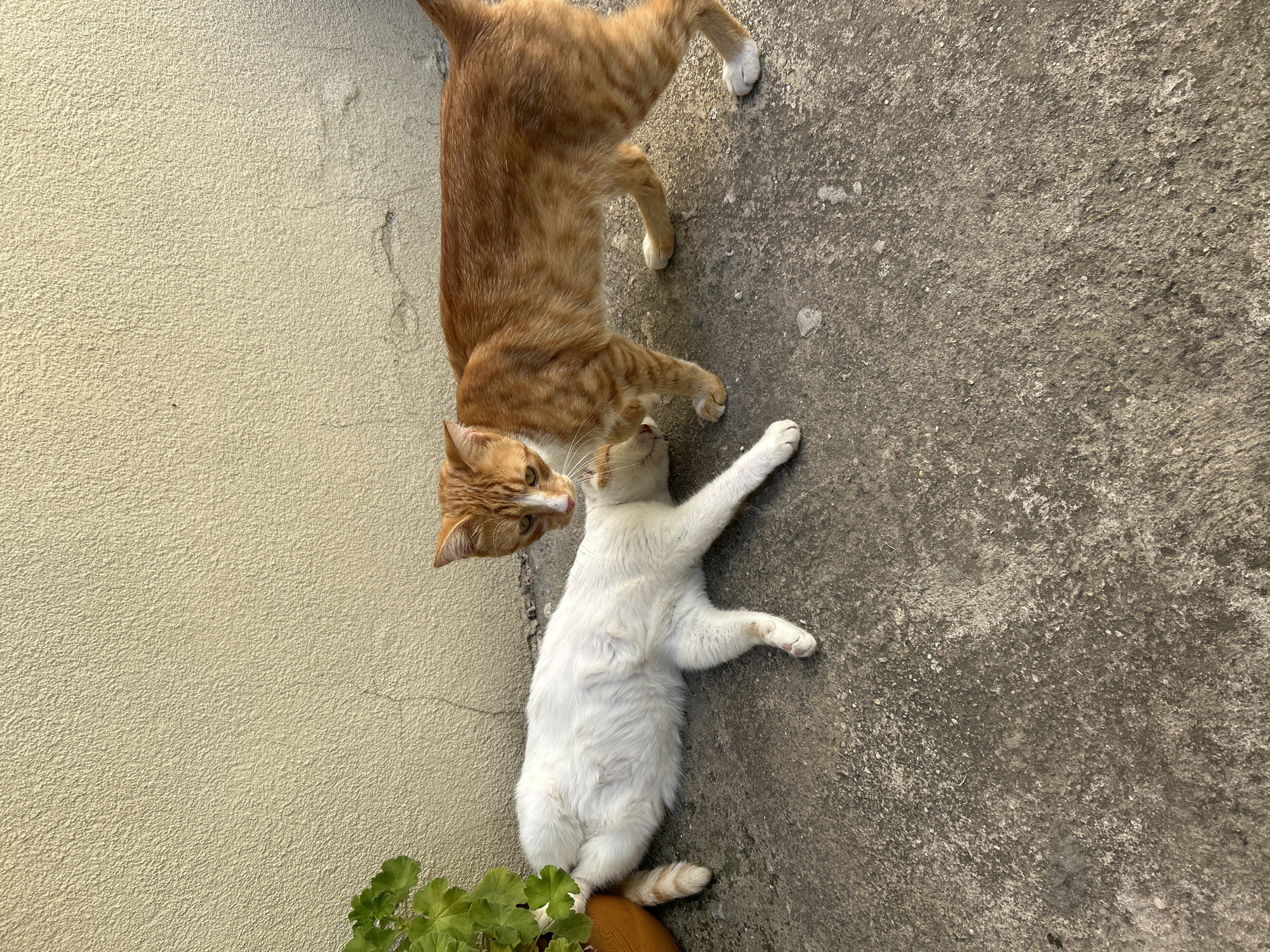 The image shows two cats in Krumovo, Bulgaria. One cat is white and lying on its side on a concrete surface, while an orange tabby cat stands over it, appearing to nuzzle or groom it. A potted plant with green leaves is visible to the left of the white cat. The background is a textured, light-colored wall. The scene is outdoors, likely in a yard or patio area, with harsh sunlight casting shadows.