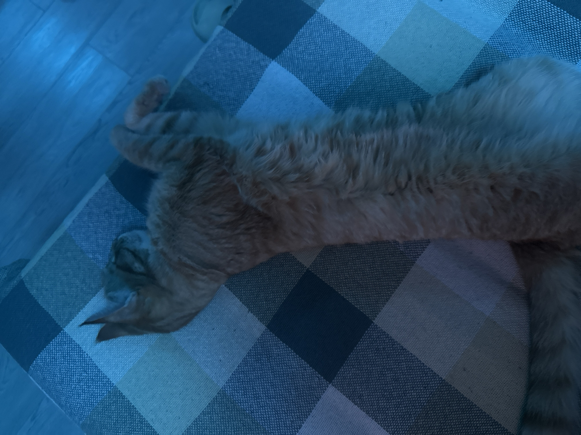 The image shows an orange tabby cat lying on its back on a blue and white checkered surface. The cat's eyes are closed and its paws are extended upwards. The lighting in the image is dim and appears to be from a blue light source. The background is out of focus but appears to be a floor. There is no indication of the city of Omsk, Russia.