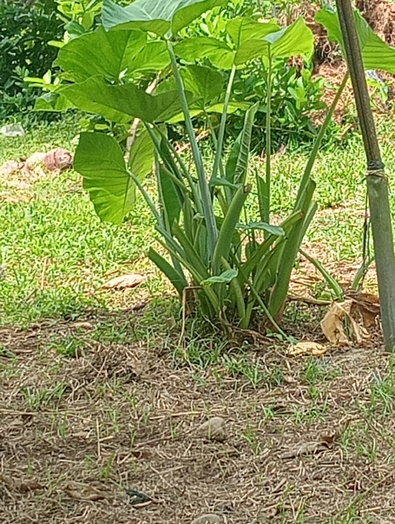 A close-up, eye-level outdoor photograph captures a dense cluster of large, vibrant green taro plants (Colocasia esculenta) situated on a patch of dry, light brown soil and short green grass. The taro plants are characterized by their broad, heart-shaped leaves, some of which are unfurled and reaching upwards, while others are still forming. The stalks of the plants are thick and green, clustering together at the base. In the background, a blurry expanse of green foliage and grass suggests a garden or natural environment. To the right, a portion of a tall, dark brown bamboo pole, tied with string, stands vertically. The foreground is dominated by a ground cover of dry grass and straw, with a few small, light-colored stones scattered throughout. The overall scene depicts a close-up view of vegetation in what appears to be a natural or cultivated outdoor setting.