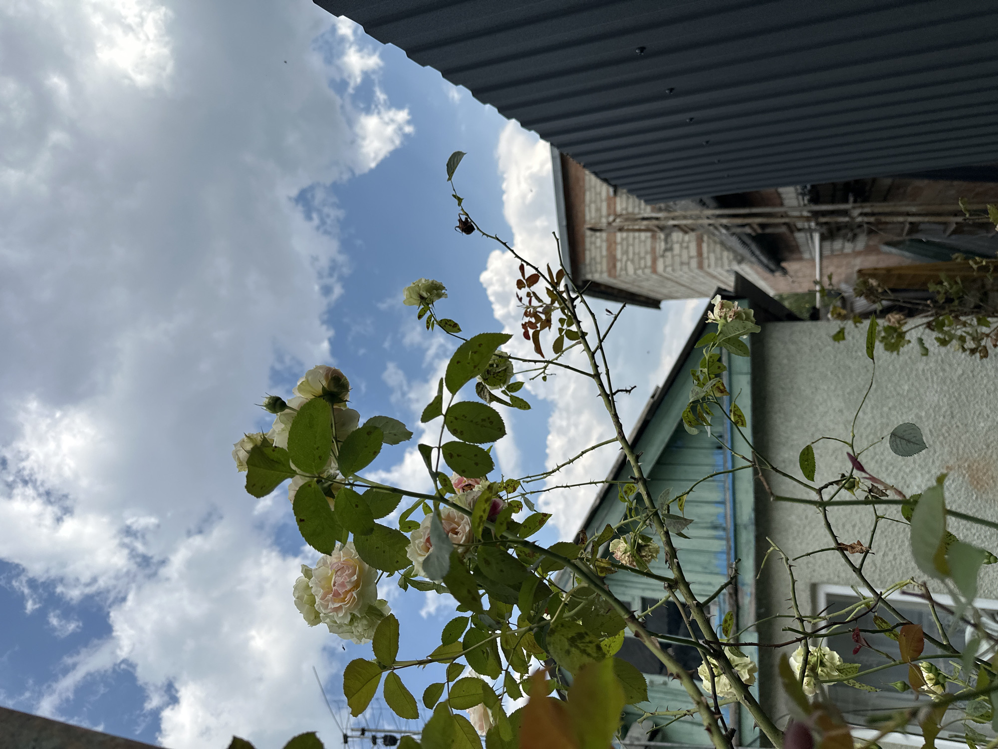 The image captures a low-angle view of a rose bush with light-colored blooms and green leaves, set against a partly cloudy blue sky. The rose bush is in the foreground, with its thorny branches extending upwards and to the right. In the background, a light green house with blue trim is visible on the left, and a building constructed of light-colored brick and darker trim is to its right. A dark gray corrugated metal fence occupies the far right side of the image. The scene appears to be in a residential area. The location of Yessentuki, Russia, is not explicitly depicted in the image itself, but is provided as context. There are no people or animals clearly visible.