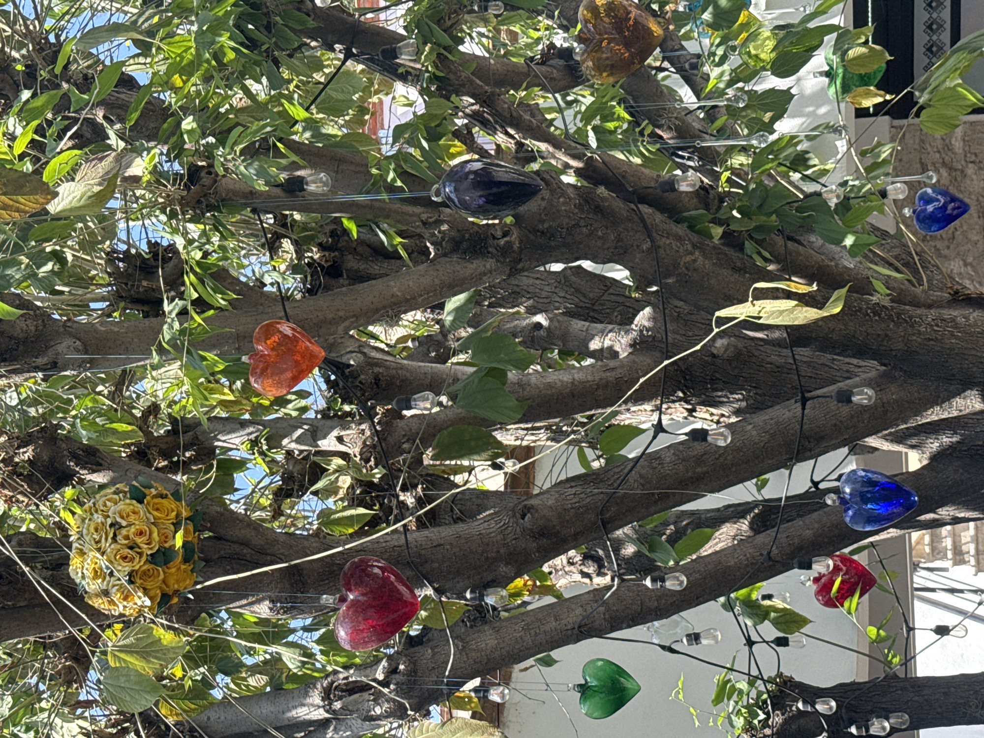 Captured in Bernal, Mexico, the photograph shows a tree adorned with multi-colored, glass heart decorations and a bouquet of yellow roses. The tree branches, intertwined with green leaves and tendrils, support a string of lights with small, clear bulbs. The glass hearts are varying colors, including red, blue, green, orange, brown, and purple. In the lower-left quadrant, a bouquet of yellow roses is nestled within the tree's branches. The background includes glimpses of buildings with light-colored walls and tiled details, partially obscured by the tree's foliage. The time is daytime under a bright sky, as indicated by the lighting.
