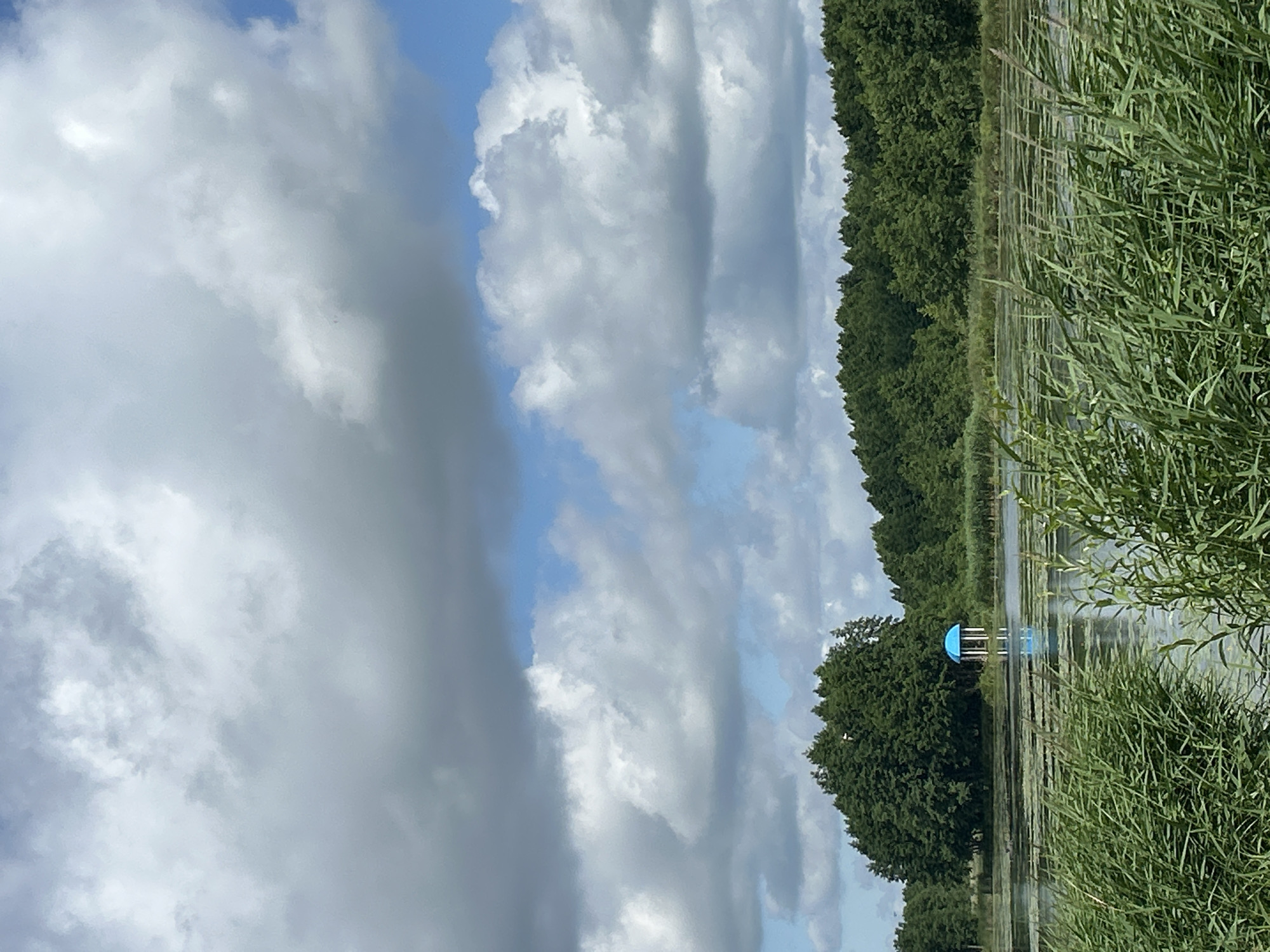 A gazebo with a blue roof sits on the edge of a calm lake, surrounded by a dense forest. The water is partially covered with aquatic plants. Tall, green reeds line the foreground, obscuring the lower portion of the lake. The sky above is filled with large, fluffy white and grey clouds against a backdrop of blue sky. The image appears to be taken in a natural, serene setting.