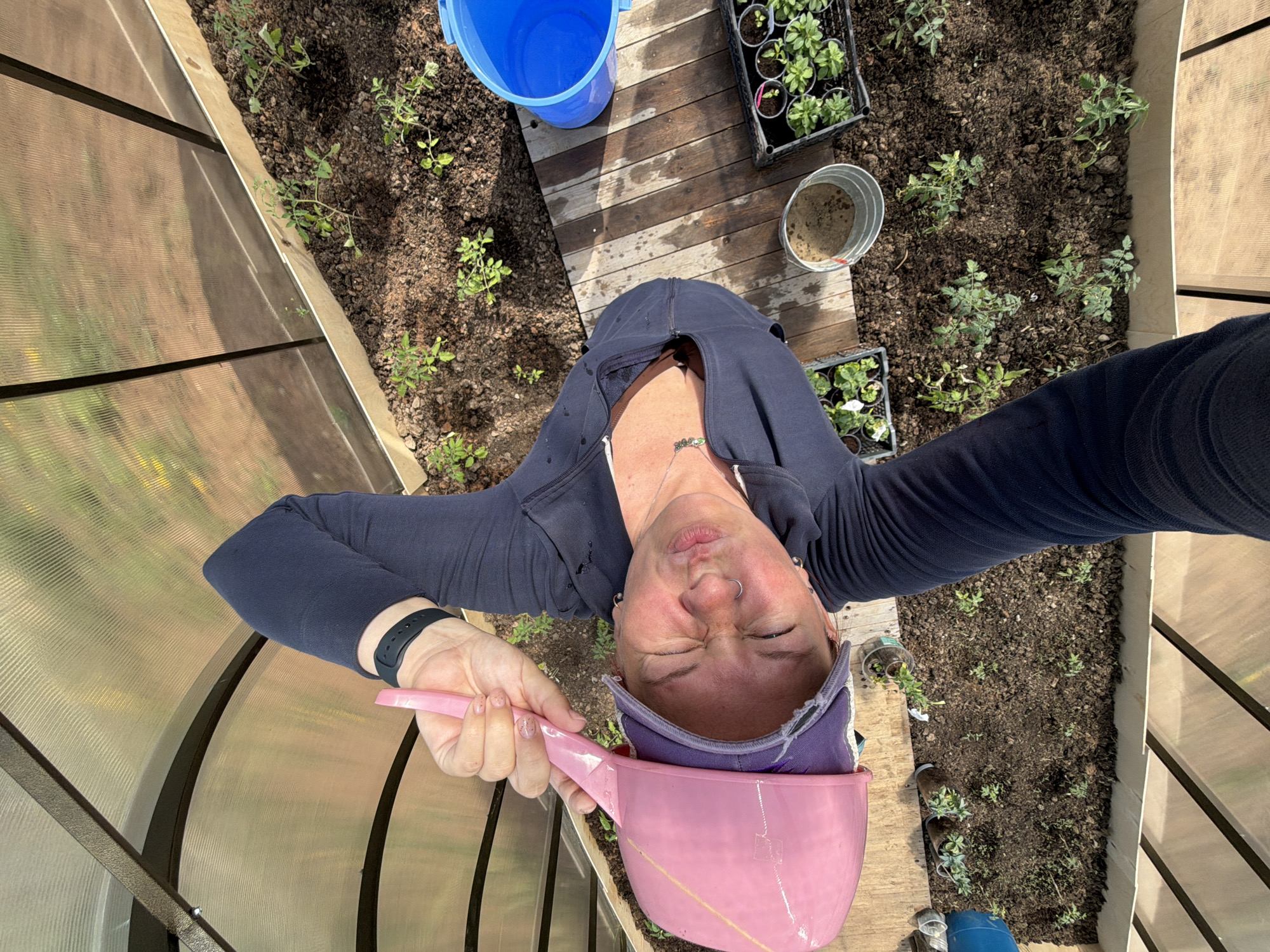 A woman is taking a selfie inside a greenhouse in what is presumed to be Chaikovsky, Russia, based on the image prompt. She is upside down in the frame, holding a pink scoop and wearing a dark blue long-sleeved shirt with a hood, which is partly zipped. She has a watch on her left wrist and a silver necklace. Her eyes are squinted shut and her face is scrunched up.
The greenhouse has a metal frame and translucent walls. Inside, plants are growing in soil beds on either side of a wooden walkway. There are also containers with seedlings and a blue bucket visible. The environment appears to be well-lit with natural light.