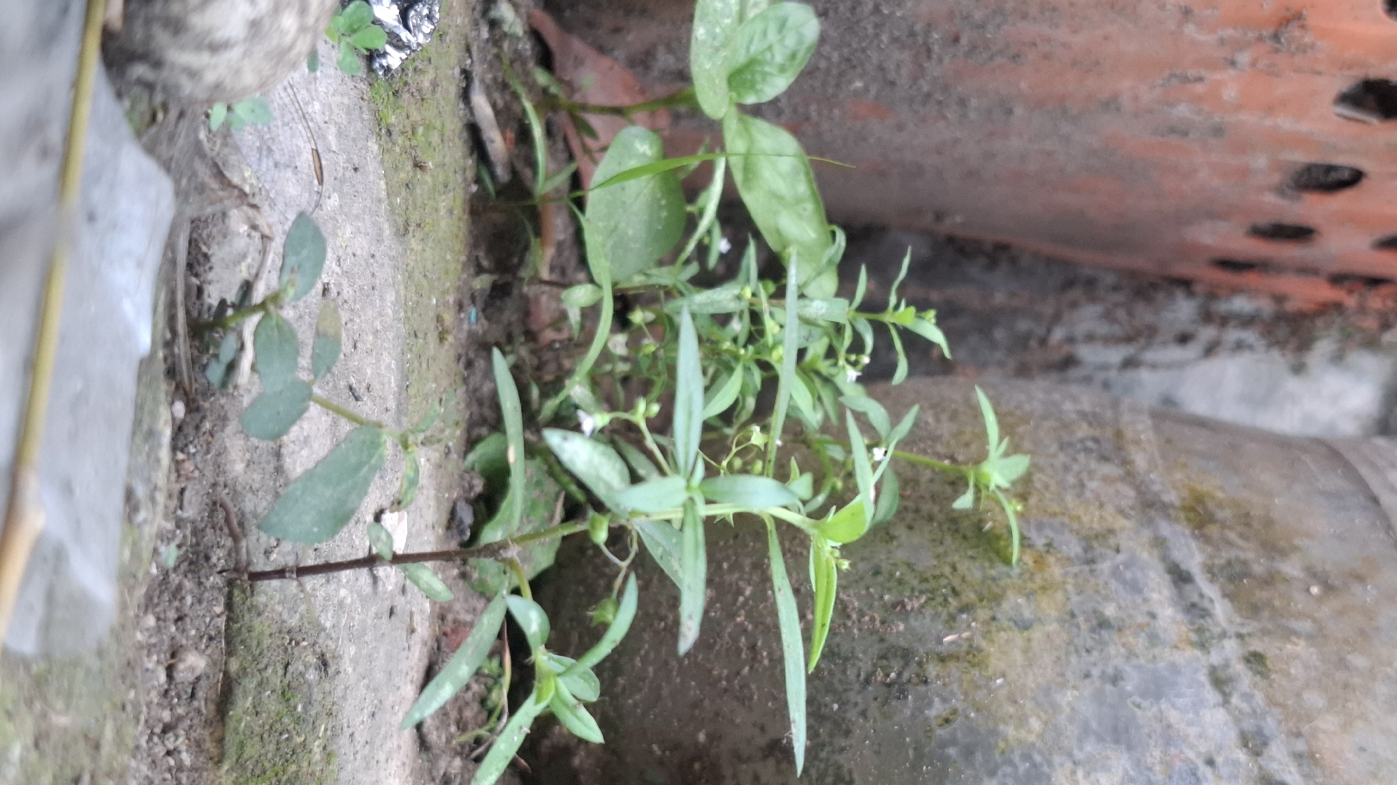 The image captures a close-up view of several small green plants growing in the soil between two large cylindrical objects, likely planters or large pots, in Cibinong Hilir, Indonesia. One planter on the left is a reddish-orange color with visible circular holes, and appears weathered and textured. The planter on the right is a dull gray or concrete color, also showing signs of age and a mossy or algae-covered surface. The ground is a mixture of soil and cracked concrete. The plants are slender with multiple small leaves and some appear to have tiny white flowers or buds. One plant in the foreground has a dark brown stem. The scene is likely outdoors in a garden or courtyard setting, given the presence of planters and the natural growth of vegetation. There are no people or animals visible in the image.