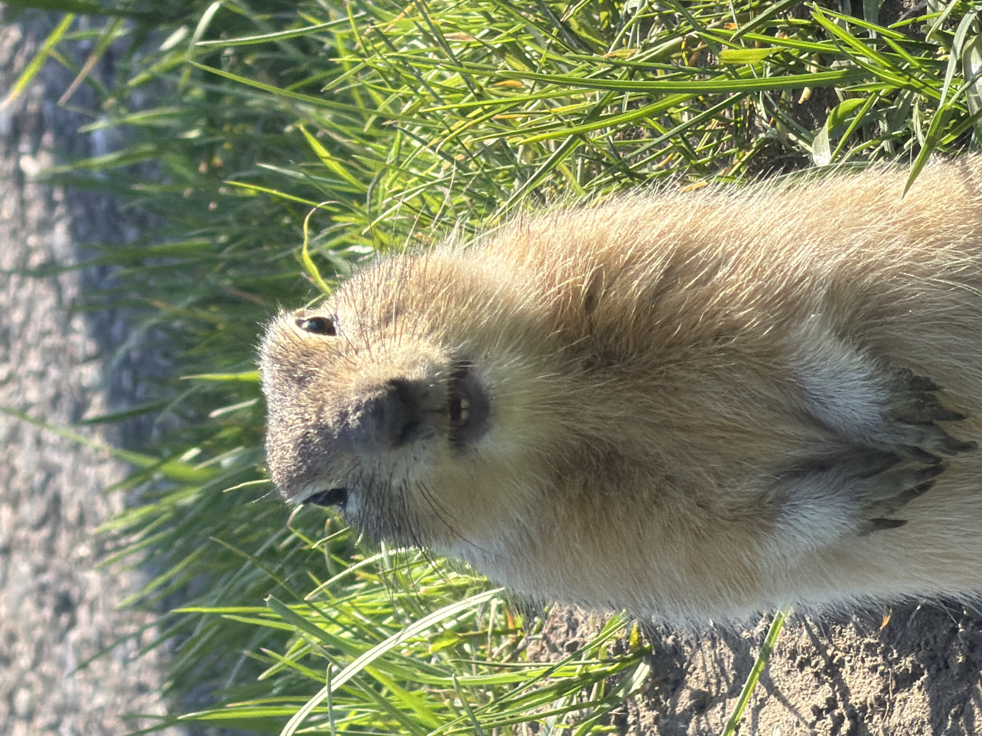 A close-up, medium shot shows a tan-colored prairie dog lying sideways in a patch of green grass and dirt. The prairie dog's head faces the camera, revealing small dark eyes and whiskers. Its front paws are folded on its chest. The background includes the grass and dirt, with a patch of gray pavement visible to the left. The photograph appears to be taken in direct sunlight. It's impossible to ascertain the location is Krasnoyarsk, Russia based only on the image.