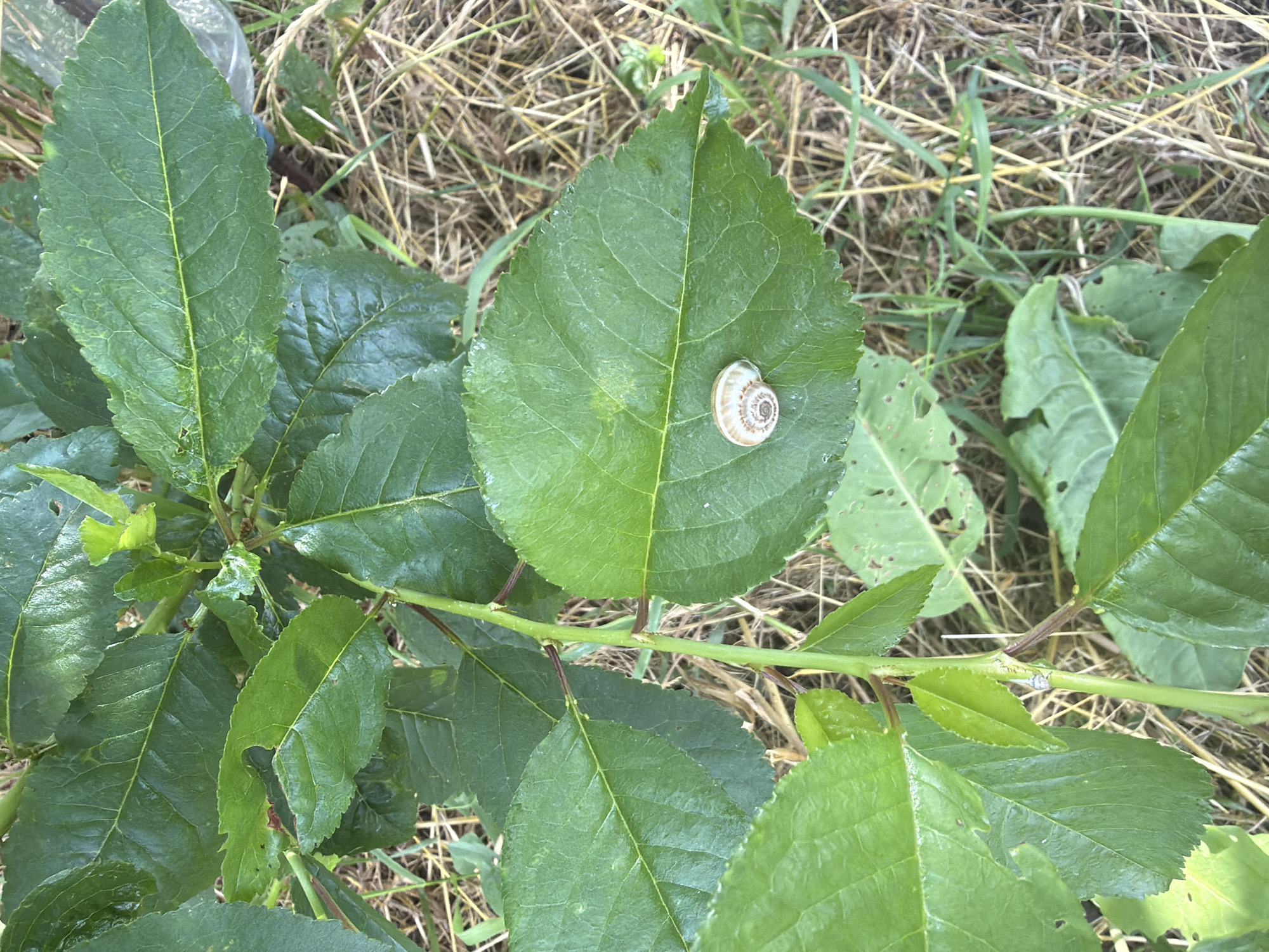 A small, light brown and white snail rests on a vibrant green leaf. The snail's shell displays a spiral pattern. The leaf is part of a larger plant with many similar leaves, some showing minor signs of damage such as small holes. The plant is set against a background of dry, straw-like vegetation and some green grass. The lighting suggests it is daytime. The image appears to be taken outdoors in a natural setting, possibly a garden or field, given the presence of plants and dry grass. No people or text are visible.