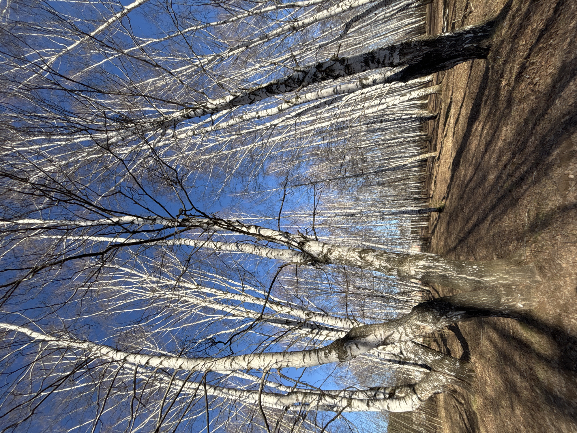The image depicts a birch forest in what is likely the city of Chaikovsky, Russia, given the image's provenance. The trees are slender, with characteristic white bark and black markings, standing bare against a bright blue sky. The perspective is looking up through the branches, creating a dense network of thin lines. The ground is covered in dry leaves and debris, suggesting a season like late autumn or early spring. The trunks of the birch trees are close together. No people are visible in the image.