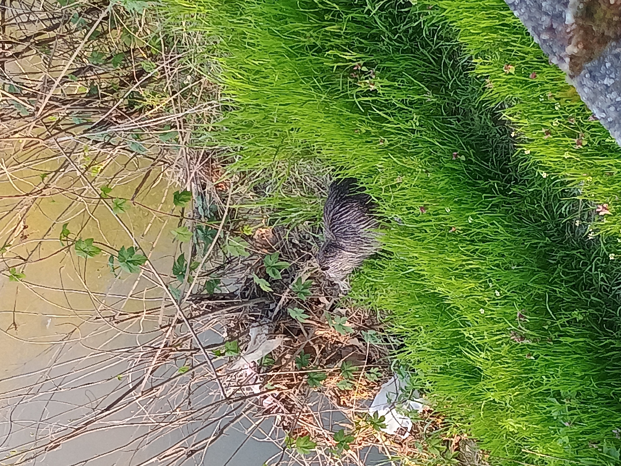 The image captures an outdoor scene from an elevated perspective, showing a section of a riverbank or canal in Plovdiv, Bulgaria. The main subject is a large, dark-furred animal, most likely a nutria, partially concealed within a dense patch of vibrant green grass. Its back and a portion of its side, exhibiting subtle striped patterns, are visible as it rests or hides in the vegetation.
Adjacent to the lush grass, on the left, lies a strip of uneven ground covered with an abundance of tangled dry branches, twigs, and scattered green foliage. Several pieces of white litter or debris are visible amongst the natural detritus. Further to the left, the murky, light brown water of a canal or river fills the upper part of the frame, with more bare branches and some green leaves extending into or hanging over the water. A grey concrete or stone structure, possibly a wall or embankment, is visible along the far right edge of the frame, bordering the green grass. The scene is brightly lit, suggesting it was captured during daylight hours. No discernible text is present in the image.