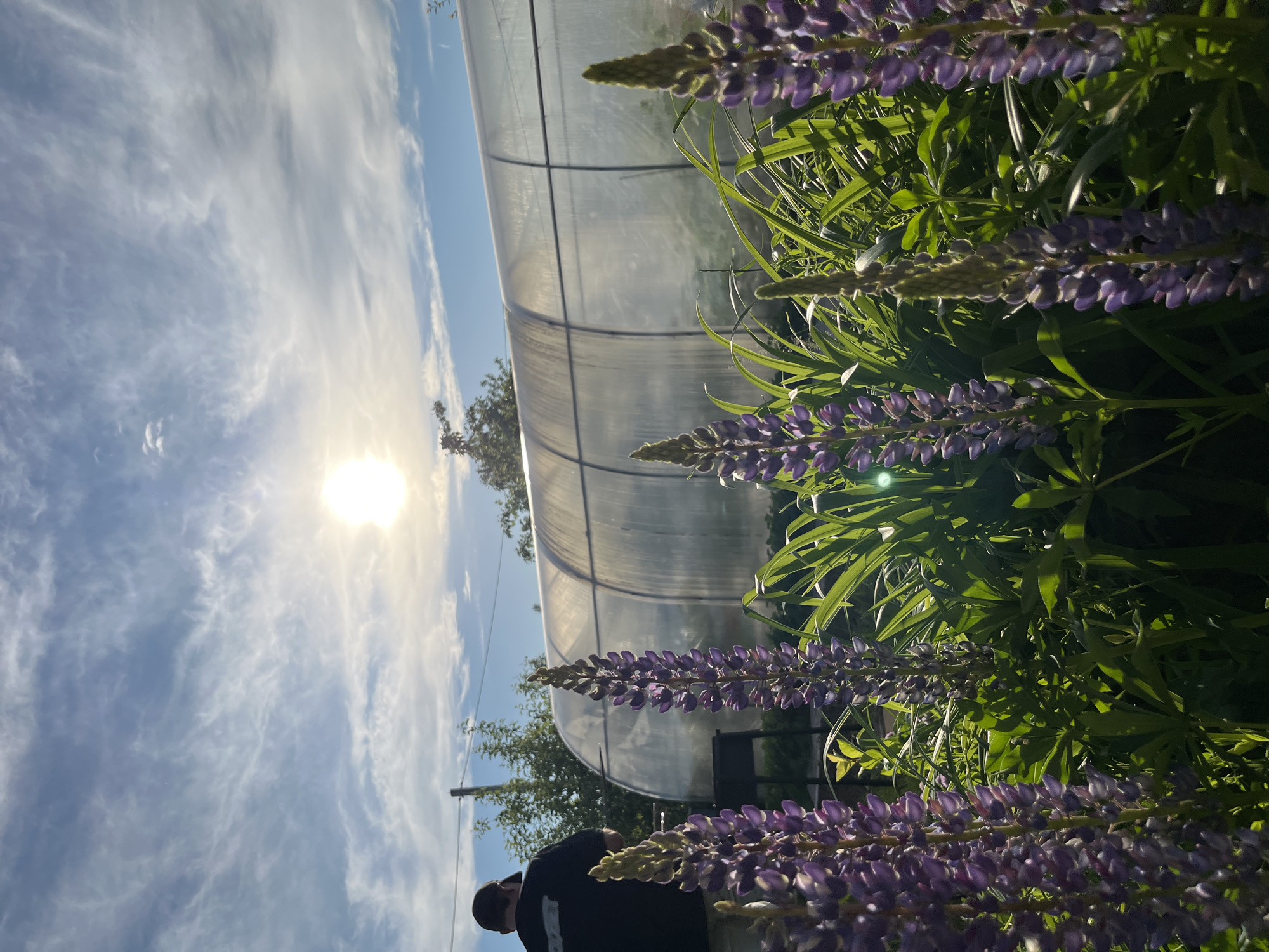 The image, viewed in landscape orientation, presents an outdoor scene under a bright, sunny sky in Chaikovsky, Russia. In the foreground, vibrant purple lupine flowers with lush green foliage occupy the right side of the frame. Extending across the midground is a large, arched, semi-transparent greenhouse or polytunnel structure. A person wearing a dark top is partially visible in the lower-left, their head and shoulders framed against the sky. The background features a clear blue sky with scattered wispy white clouds. The sun is prominent in the upper-left, creating a strong glare and bright illumination across the scene, indicating daytime, likely morning or late afternoon. Trees are visible in the distance below the greenhouse. No specific activity is depicted, and no text is visible.