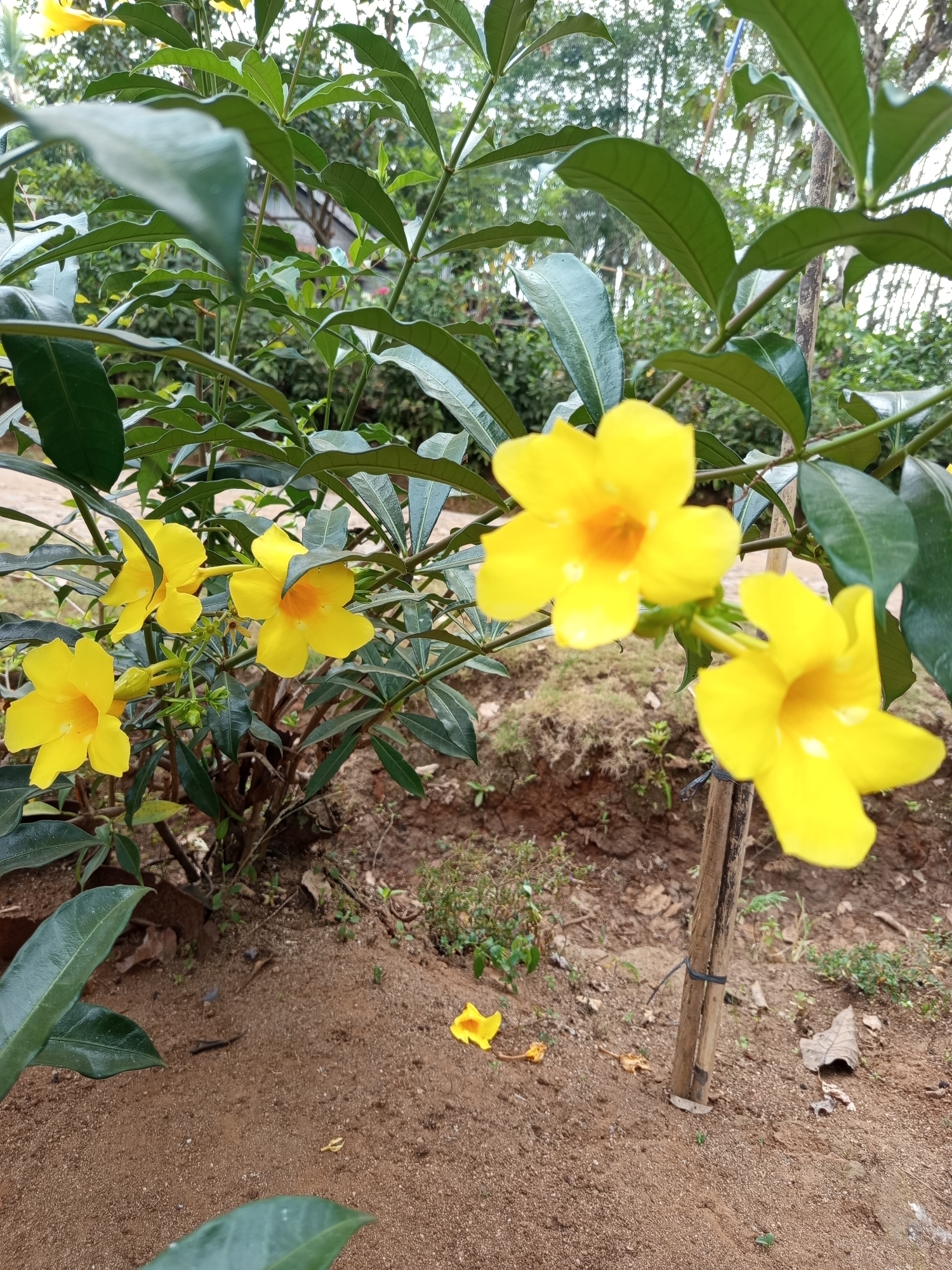 The image captures a close-up view of a plant with vibrant yellow flowers. The flowers, which appear to be trumpet-shaped, are in various stages of bloom, with some fully open and others still forming buds. They are clustered on green stems, surrounded by dark green, glossy leaves. The background is a blur of foliage and a hint of what might be a wooden structure, possibly a fence or a support post, with some dried leaves scattered on the ground. The ground itself is composed of sandy soil with small patches of green vegetation. The lighting suggests an outdoor setting, likely during the day. The scene is devoid of people or any visible human activity. The overall impression is one of natural beauty, focusing on the detail of the flowers and the plant. The location is specified as unknown, Indonesia.