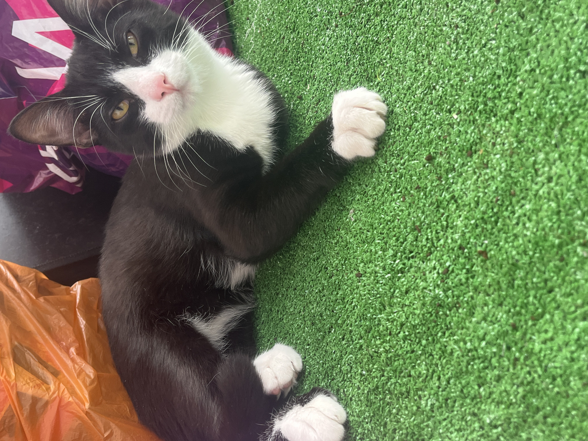 A black and white cat is lying on a patch of artificial green turf. The cat's head is turned to face the camera, with its front paw resting on the turf. A partially visible orange plastic bag and a purple patterned bag are also present in the scene. The location in the city of Saint Petersburg, Russia, is not identifiable from the image.