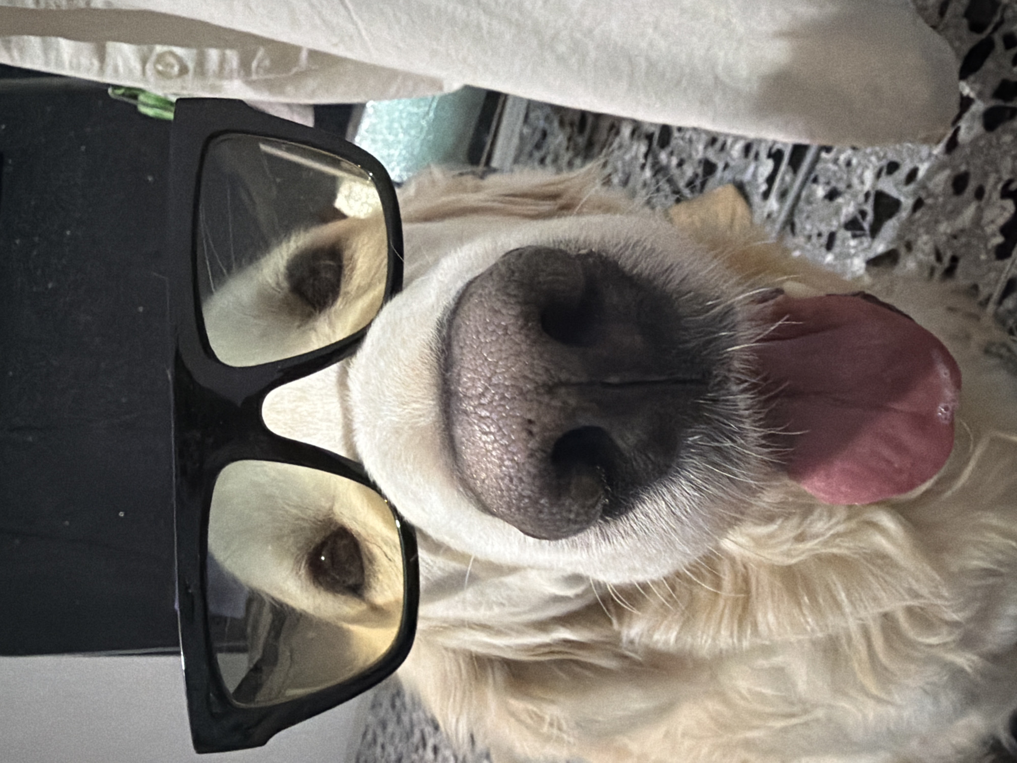 A close-up, rotated portrait of a golden retriever dog shows its face from a low angle, or the dog is lying on its side. The dog is wearing a pair of large, black-framed glasses that cover its eyes. The dog's prominent black nose is central in the frame, and its pink tongue is slightly extended and visible on the right side of its face. Its light-colored fur, characteristic of a golden retriever, is visible around its muzzle and ears. The background is softly blurred but suggests an indoor setting, possibly with a textured surface like a rug or blanket and some light-colored fabric (perhaps a piece of clothing like a white shirt with a button visible) in the upper left corner. The overall mood is playful and endearing, with the dog appearing to be posed for the photo. No specific location cues for Tbilisi, Georgia are visible in the image itself, nor is any text.