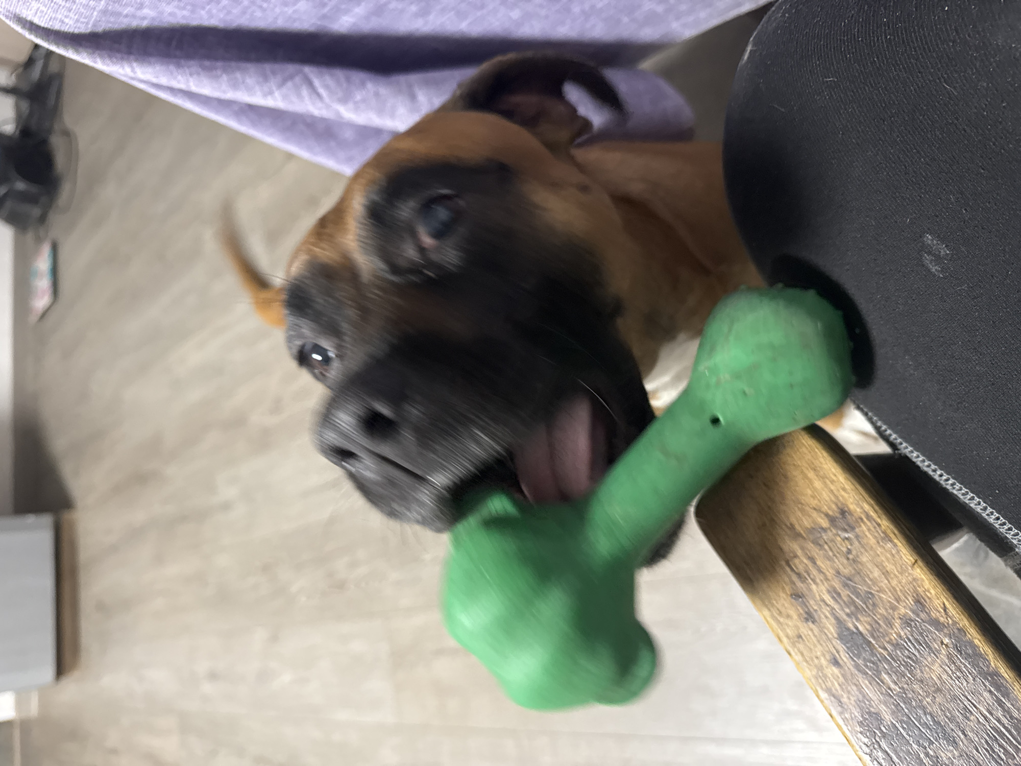 A brown and black boxer dog is chewing on a green bone-shaped toy while sitting on a chair with a wooden back. The dog is under a lavender-colored cloth. The scene is indoors on a light-colored floor. The location of the city of Chaikovsky, Russia cannot be determined from the image.