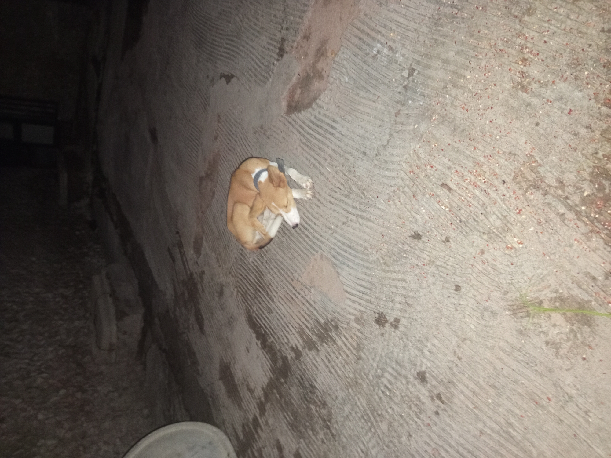 A medium-sized dog with light brown and white fur is curled up sleeping on a textured concrete surface. The dog has a dark collar. The background appears to be an outdoor area at night, possibly a courtyard or alleyway, with a stone wall on the left and a dark building structure in the background. There are patches of moisture and debris on the ground. The scene is located in Jalingo, Nigeria.