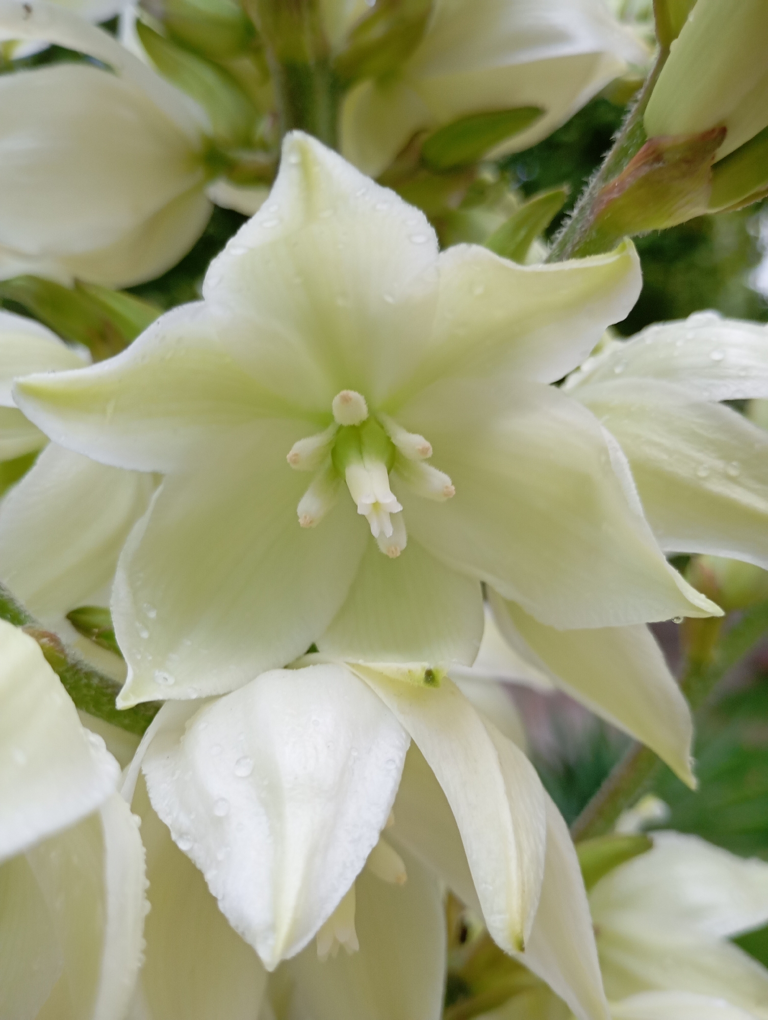 A close-up, upward-angle photograph shows a cluster of white Yucca flowers, some with visible water droplets on their petals, suggesting recent rain. The flowers are delicate with multiple layers of petals. The center of the main flower is visible, showing stamens and pistils. The background is blurred green foliage and some brown plant stems. The image was taken in Goryachiy Klyuch, Russia.