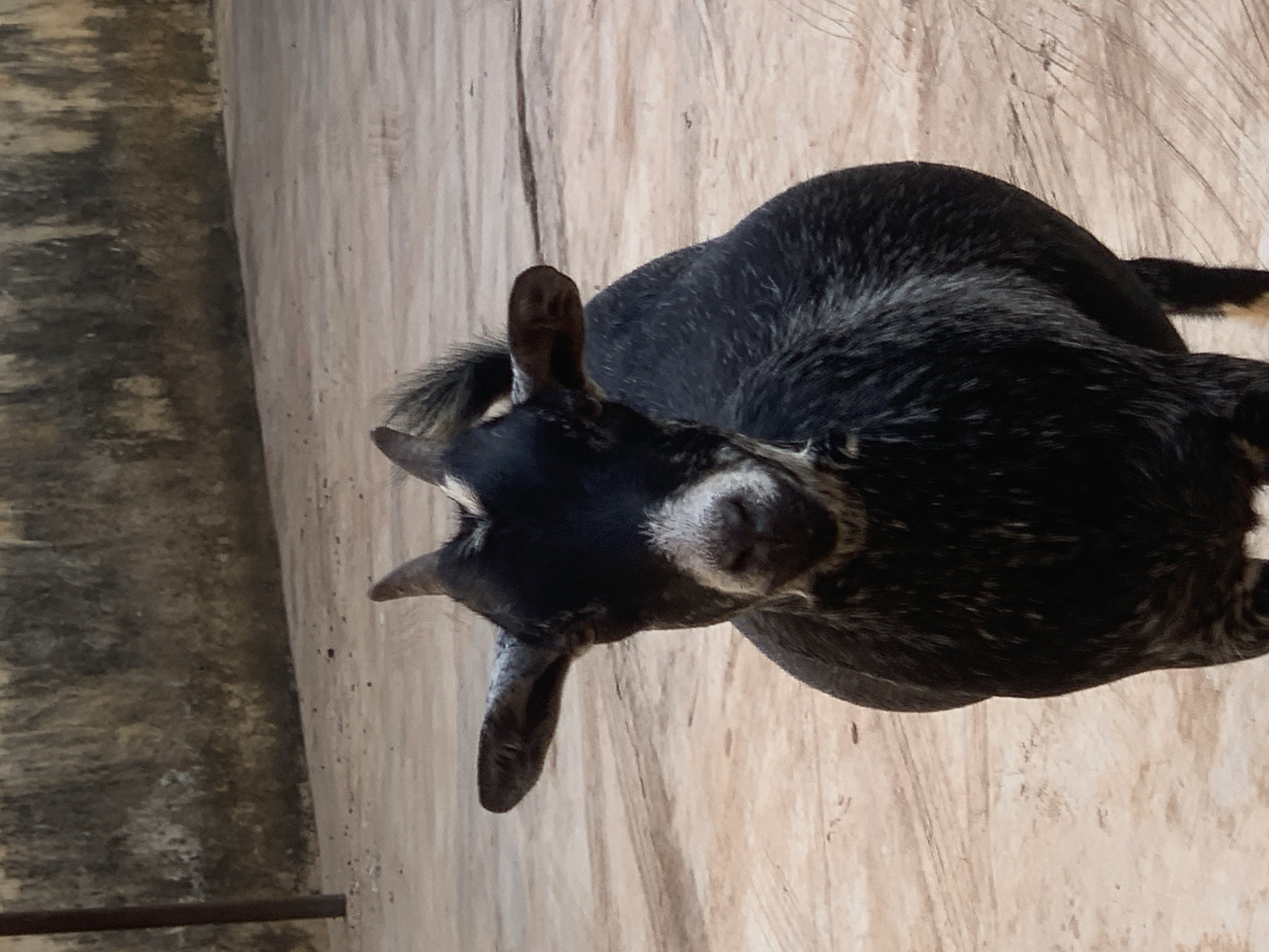 A black goat with white markings on its face and white tips on its horns stands on a dirt or concrete ground in what appears to be an outdoor enclosure. The goat is facing the camera directly, with its ears perked and its head slightly tilted. The background shows a textured wall and a pole. This image was taken in Ikorodu, Nigeria.