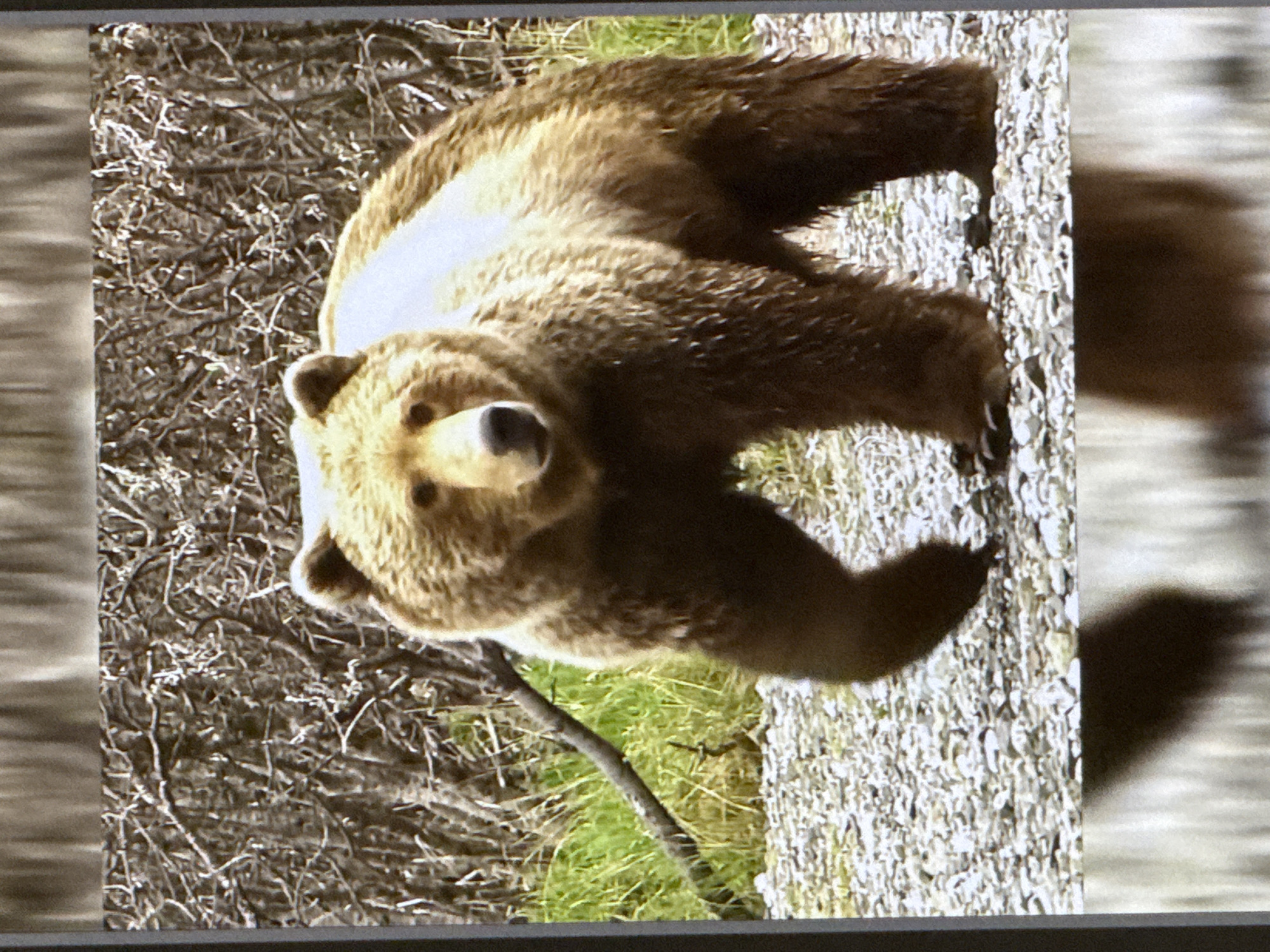 A medium shot captures a large brown bear walking on a gravelly shore. The bear is facing the camera, with its head slightly lowered. Its fur appears wet and matted in places, with lighter fur on its back. The background consists of dense, bare branches of trees and some green grass. The bear's paws are visible on the gravel. The lower portion of the image shows a blurred reflection of the bear. The scene does not contain any elements to suggest a location within the city of Cahul, Moldova.