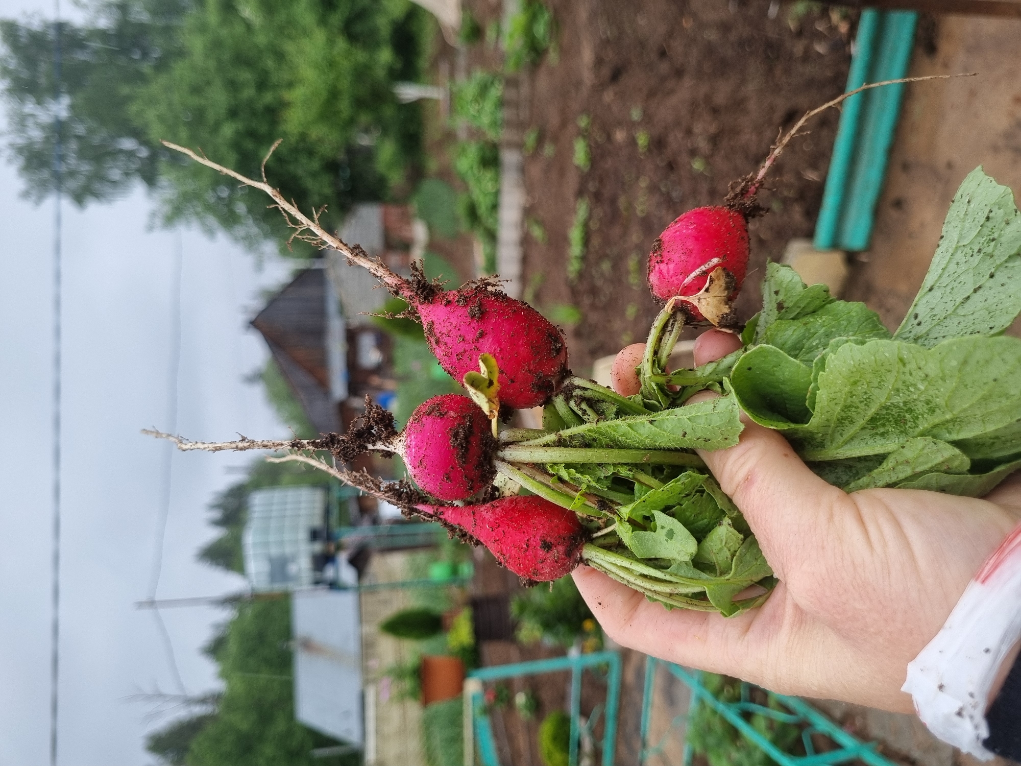 A hand holds a bunch of freshly harvested radishes. The radishes are red and round, with green leaves attached. Some dirt clings to the roots. The background reveals a garden setting with a wooden house and greenery. The location is most likely the city of Chaikovsky, Russia.