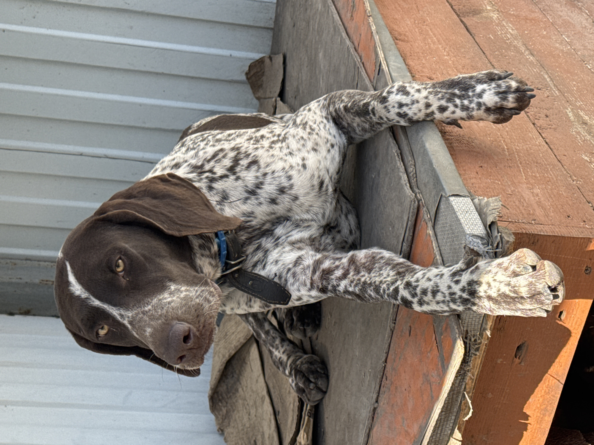 A brown and white German Shorthaired Pointer dog is lying on top of a wooden dog house. The dog has a dark brown head with a white stripe and a mottled white and brown body. The dog is wearing a black collar and a blue choke chain. The dog house is made of orange wood and has a gray metal roof and sides. A section of beige corrugated metal paneling can be seen in the background. The location is not specified, so it is unknown if it is in Rostov-on-Don, Russia.