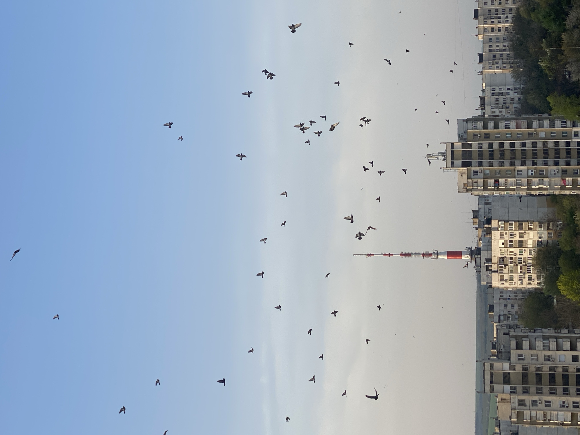 The image shows a cityscape with many birds flying in the sky. The sky is partially blue, transitioning to a lighter, hazy color toward the horizon. In the foreground, a red and white tower is visible, with buildings to its right. The buildings appear to be residential complexes with multiple windows. The photo seems to be taken in Pleven, Bulgaria, due to the presence of the Pleven Panorama building visible in the background. The birds are scattered throughout the sky, some in small flocks and others flying individually. The buildings show typical urban architecture, densely populated with apartments. No people are visible in the frame.