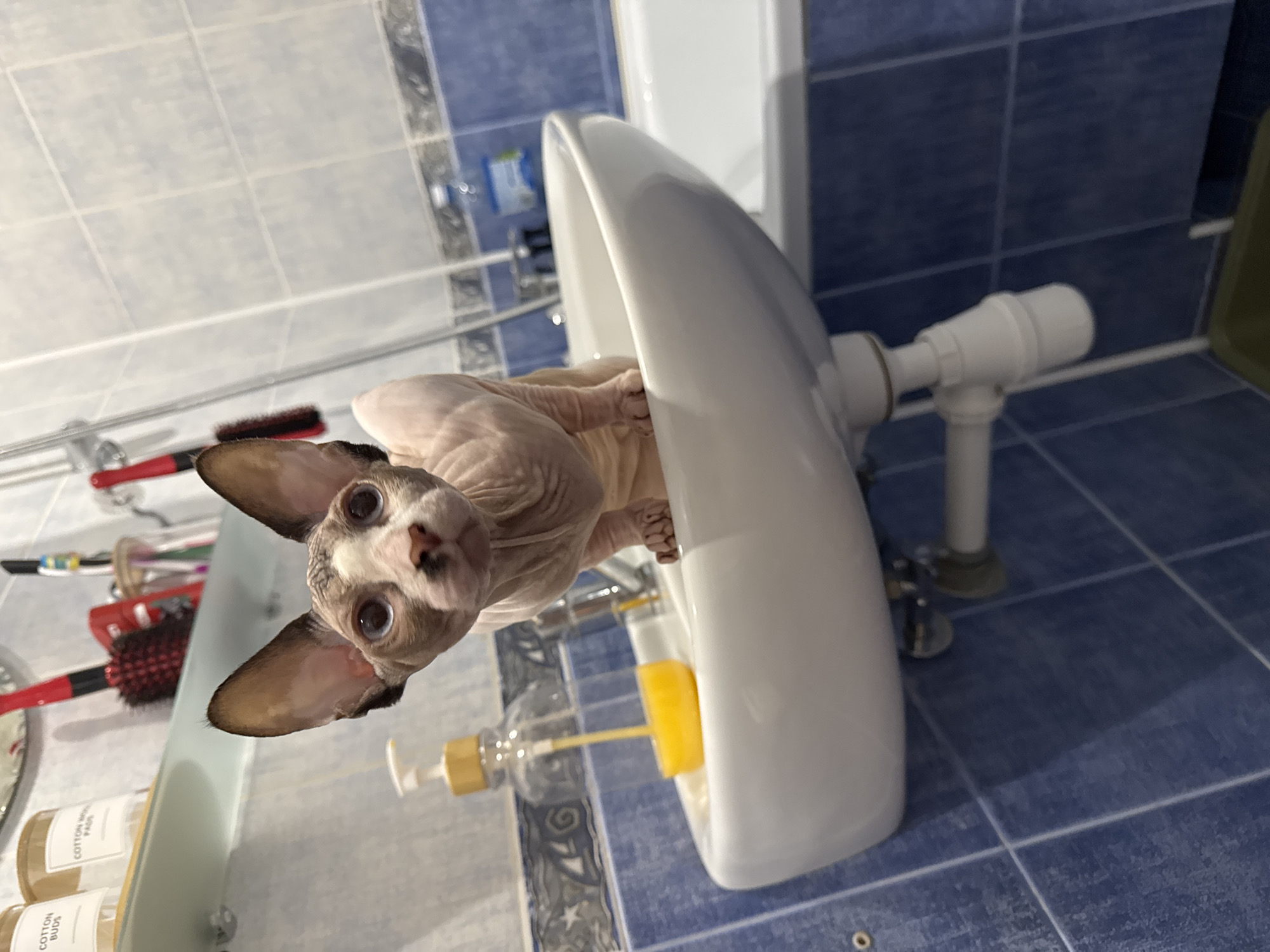 A Sphynx cat sits in a white ceramic sink in a bathroom. The cat is light-skinned with some darker markings on its face and ears, and has large, expressive blue eyes. It is looking directly at the camera with its mouth slightly open. The sink has a silver faucet and a yellow soap dispenser with a yellow scrub brush next to it. The bathroom walls are tiled in blue, and there is a white bathtub to the right of the sink. A shelf above the sink holds various toiletry items, including cotton buds and cotton pads.
