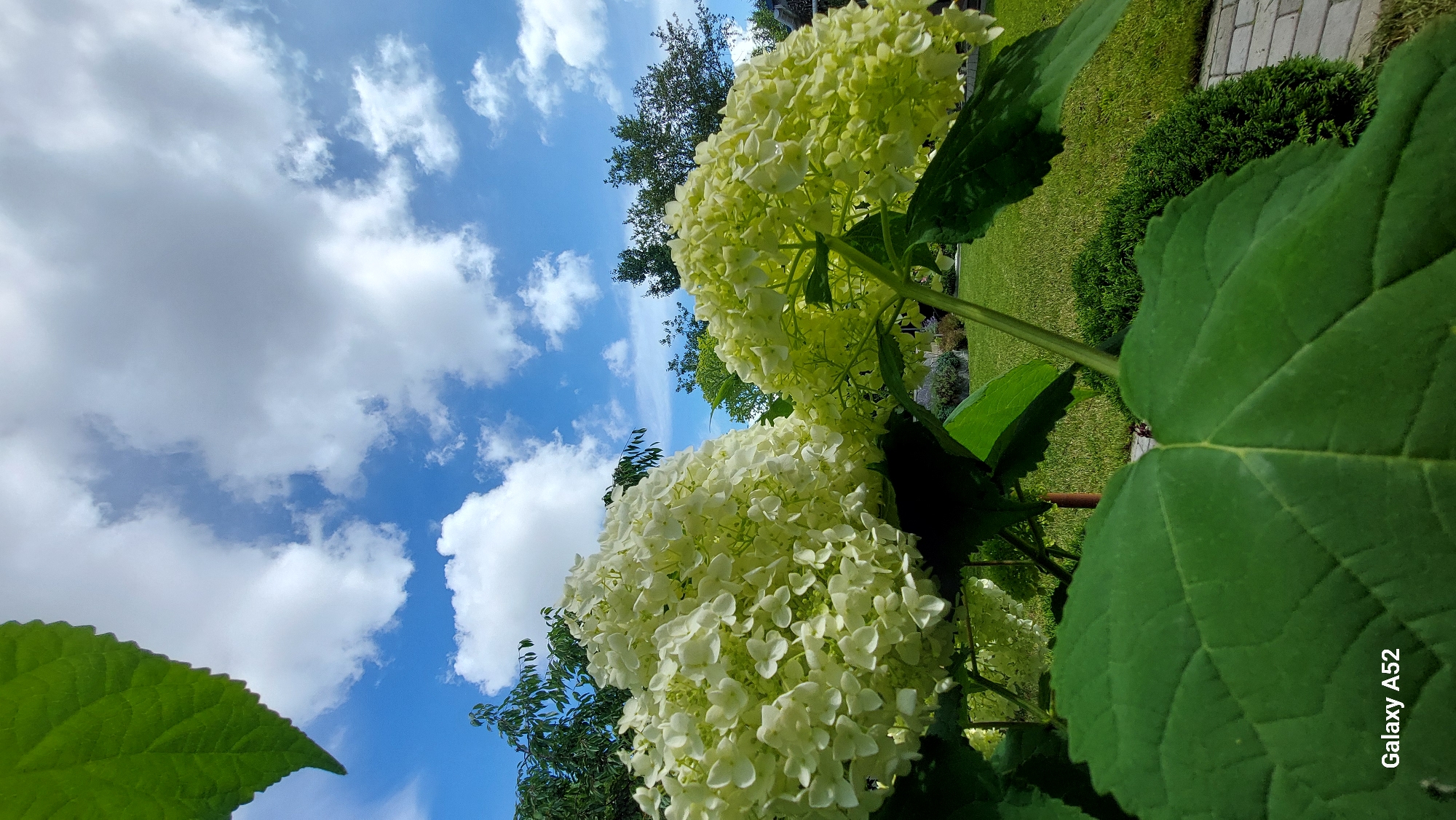 The image depicts a bright, sunny day in Zhavoronki, Russia, with a focus on two large, white hydrangeas. The flowers are in full bloom, their numerous small petals creating a fluffy, spherical appearance. One hydrangea is positioned to the left of the frame, while the other is slightly to the right and further back, showing a more greenish hue, suggesting it might be at a slightly different stage of bloom.
In the foreground, large, vibrant green leaves of the hydrangea plants partially obscure the view, adding depth to the composition. The background reveals a manicured lawn, a paved pathway, and lush green trees under a dynamic sky filled with fluffy white clouds against a brilliant blue expanse. The overall scene conveys a sense of natural beauty and serenity in an outdoor setting. The "Galaxy A52" watermark is visible in the bottom left corner of the image.