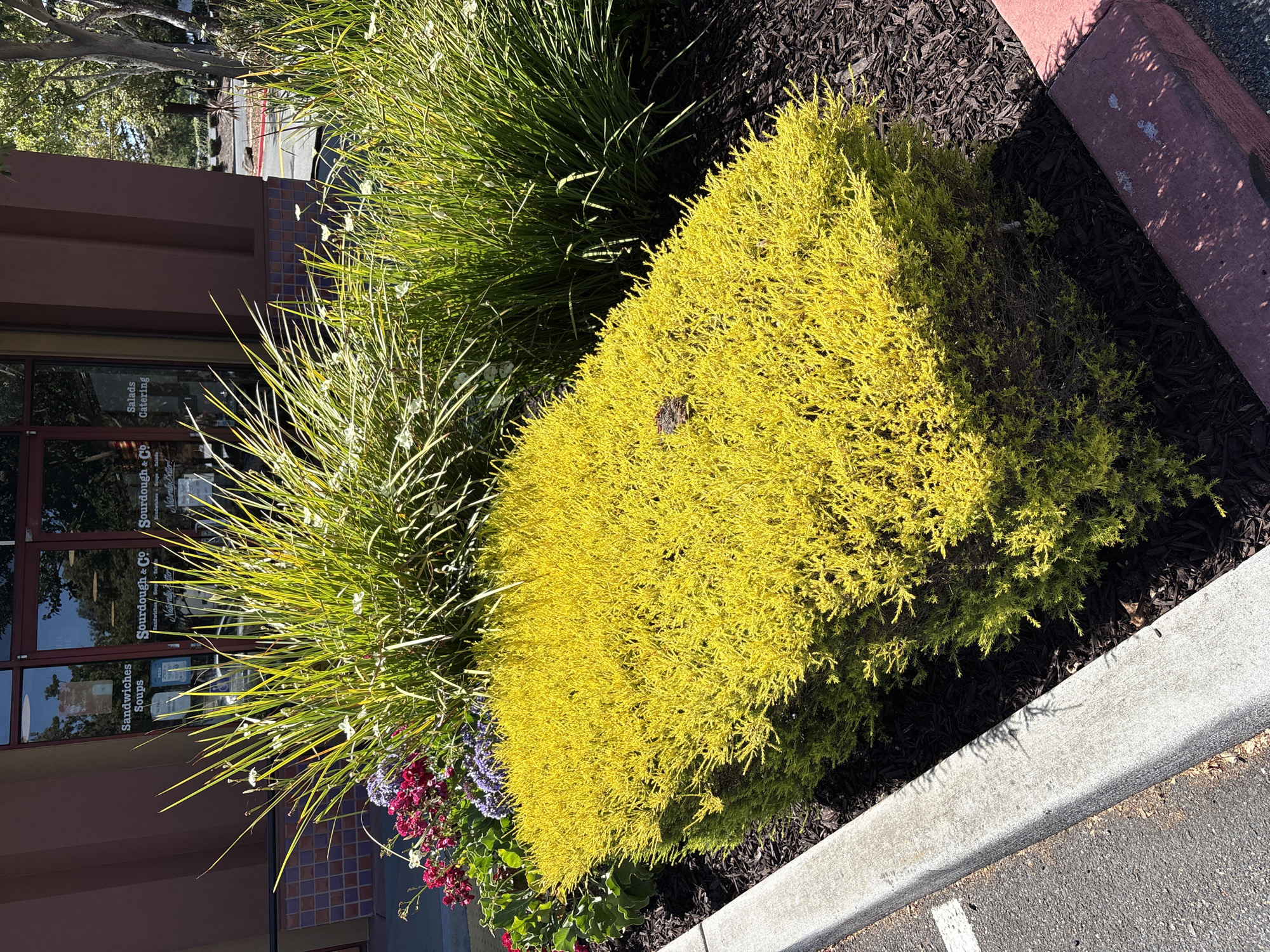 This media file is a photograph of a landscaped area in front of a commercial building. The primary subjects are a bright yellow, dense shrub and tall, green ornamental grass. In the foreground, there is a concrete curb and asphalt, suggesting an outdoor setting like a parking lot or sidewalk. Behind the plants, the building's facade is visible, featuring large windows and a reddish-brown exterior.
The scene appears to be set during the day, with clear sunlight casting shadows from the plants onto the ground and curb, indicating it is likely a sunny day. The lush greenery suggests a well-maintained area, possibly a business district or shopping center.
Visible text on the building's windows includes "Sourdough & Co.", "Sandwiches", "Soups", "Catering", and "Naturally Better". These textual cues help establish the location as a food establishment. The overall impression is one of an urban or suburban commercial environment with an emphasis on curb appeal through landscaping. No people are visible in the photograph, and the activity is static, focusing on the natural elements and the commercial building.