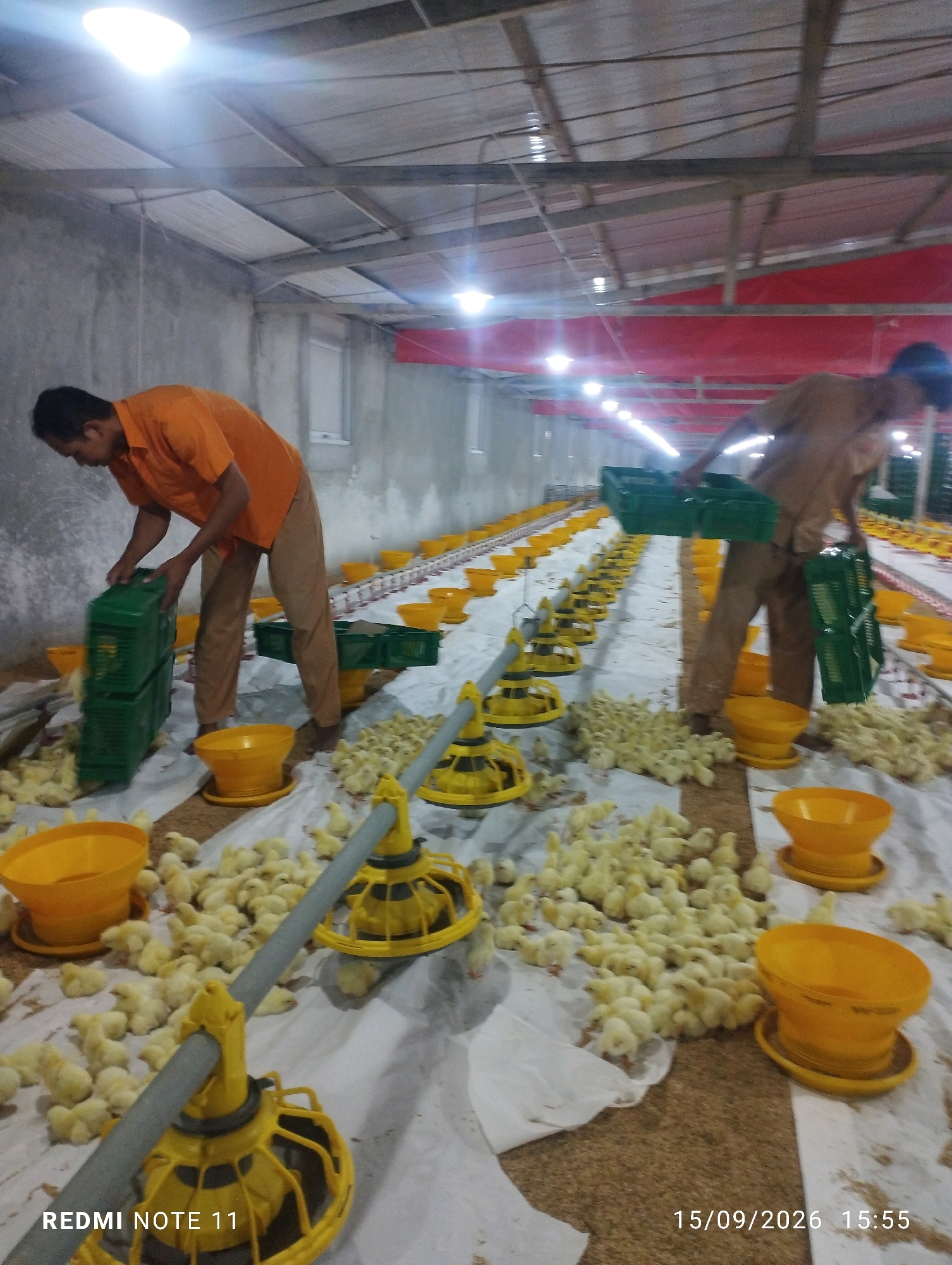 In the city of Pulutan Wetan, Indonesia, a dimly lit chicken coop houses an estimated 200-300 yellow chicks scattered across a white tarp. Two men, their faces obscured by shadow, are engaged in tasks related to the chicks. The man on the left, wearing an orange shirt and brown pants, is lowering a green plastic crate filled with what appear to be more chicks. The man on the right, in a brown shirt and pants, is carrying two green plastic crates, one in each hand, and is walking away from the camera. The coop is equipped with numerous yellow chick feeders and drinkers, arranged in rows. The lighting is provided by overhead fluorescent lights, creating a stark and functional environment. The floor is covered with a white tarp, with some areas showing the underlying straw or feed. The walls are concrete, and the ceiling is constructed from corrugated metal sheets and wooden beams. A timestamp in the bottom right corner reads "15/09/2026 15:55", and a watermark in the bottom left corner reads "REDMI NOTE 11".