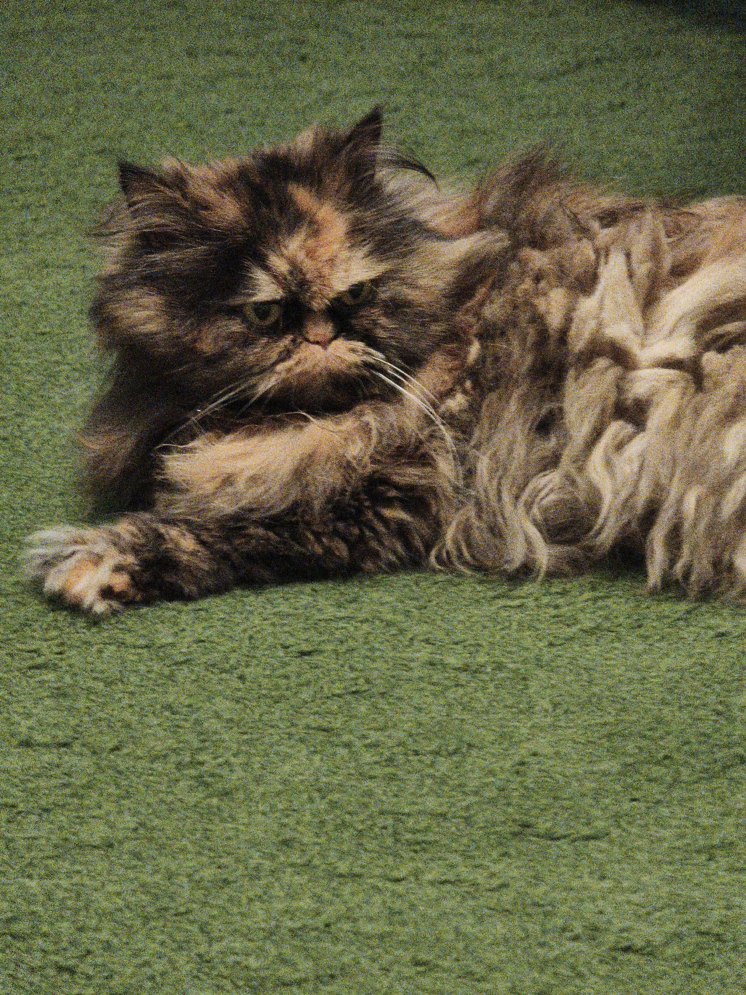 A tortoiseshell Persian cat is lying on a green carpeted surface, with its body facing to the right and its head turned to look towards the viewer. The cat has long, fluffy fur in patches of black, brown, and orange. Its eyes are green, and its whiskers are long and white. The cat's left paw is extended forward, and its claws are visible. The carpet has a textured surface and is a solid green color. The lighting in the image is soft, and there is some graininess throughout the photograph. The background is out of focus, but appears to be a continuation of the green carpet.