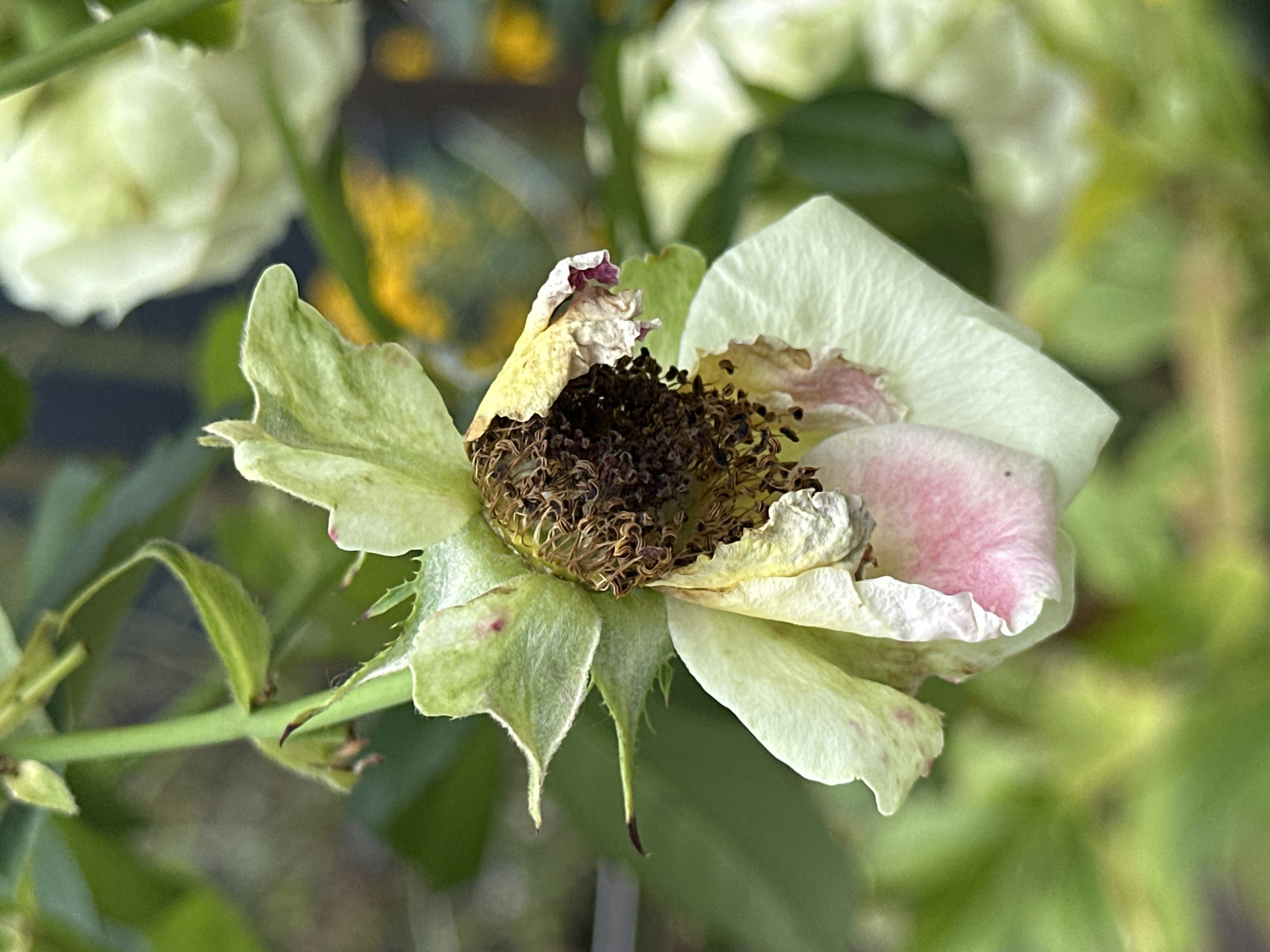 The image displays a close-up, low-angle shot of a wilting light-colored rose, likely in a garden setting within Essentuki, Russia. The rose's petals are drooping and have acquired a pale yellow hue, with hints of pink blush and some brown discoloration. The center of the flower is dry and withered, revealing dark brown stamens. The sepals, which are green and somewhat fuzzy, are visible at the base of the bloom, some exhibiting small reddish spots and prickly edges. The stem supporting the rose is green and appears slightly bent. In the blurred background, green foliage and a hint of yellow are present, suggesting other plants in the vicinity. The overall impression is one of natural decay and the ephemeral nature of a flower's bloom.