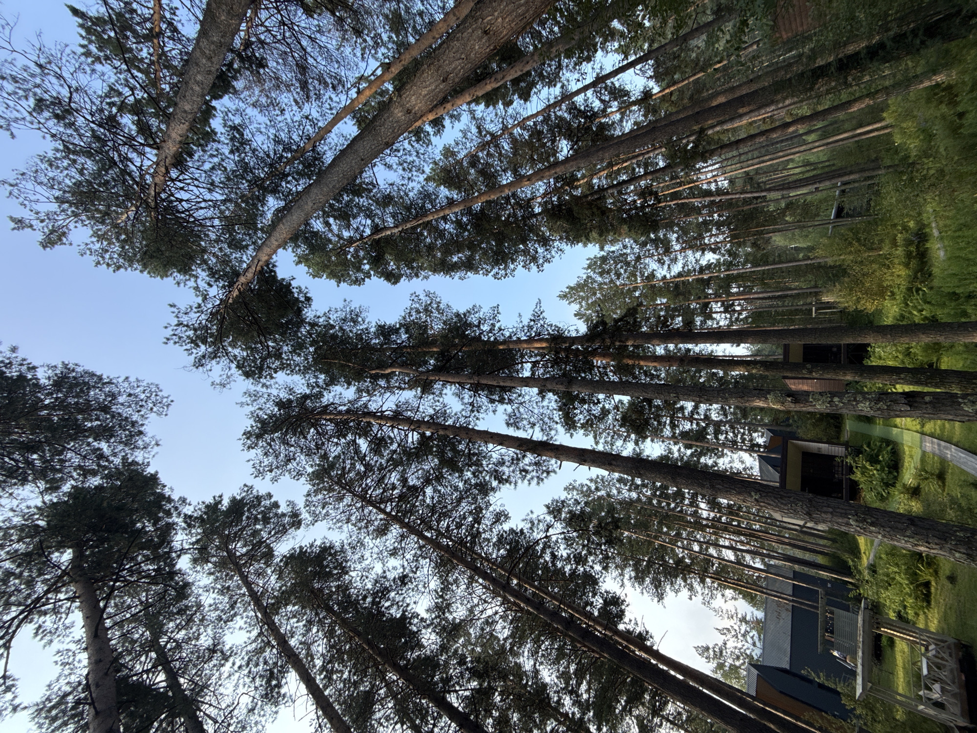 The image depicts a dense pine forest with a clear blue sky overhead. The camera angle is looking upwards, emphasizing the height of the trees. In the foreground and mid-ground, several modern, angular buildings are visible amidst the trees. These structures appear to be cabins or small houses, featuring dark roofs and light-colored facades. Some of these buildings are situated on slightly elevated platforms. The ground is covered with lush green grass and various types of vegetation. Wooden walkways are also visible, connecting some of the buildings. The overall scene suggests a resort or a residential area nestled within a natural forest setting. This location is likely in the vicinity of Baran'gol, Russia, a region known for its pine forests and natural beauty, potentially a tourist destination.
