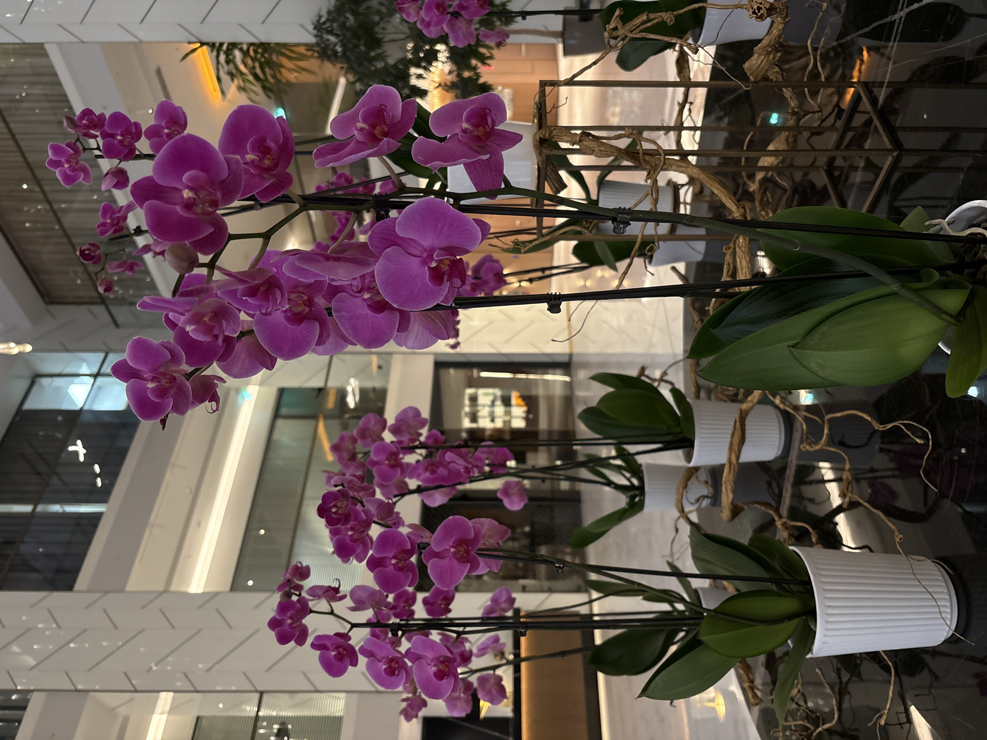 The media file displays an indoor arrangement of multiple vibrant purple Phalaenopsis orchids, presented in a vertically oriented composition. Each orchid plant is housed in a white, ribbed cylindrical pot. The plants feature lush green leaves and multiple stems adorned with numerous magenta-hued blossoms. Thin black stakes support some of the tall flower stalks. The pots are placed on a dark, highly reflective surface, which creates clear mirror images of the plants and their surroundings, enhancing the visual depth of the display.
Interspersed among the pots and on the reflective surface are intricate arrangements of dried, intertwining roots or decorative woody elements, adding a natural, sculptural quality to the setup.
The background reveals a modern, brightly lit interior space, possibly a lobby or atrium in Sofia, Bulgaria. It features large geometric window panes or glass walls, white and light-colored architectural elements, and recessed lighting, suggesting a sophisticated and contemporary design. No people are visible, and there is no specific activity taking place other than the static display of the flowers. The overall impression is one of elegance and serene beauty. No visible text is present in the image.