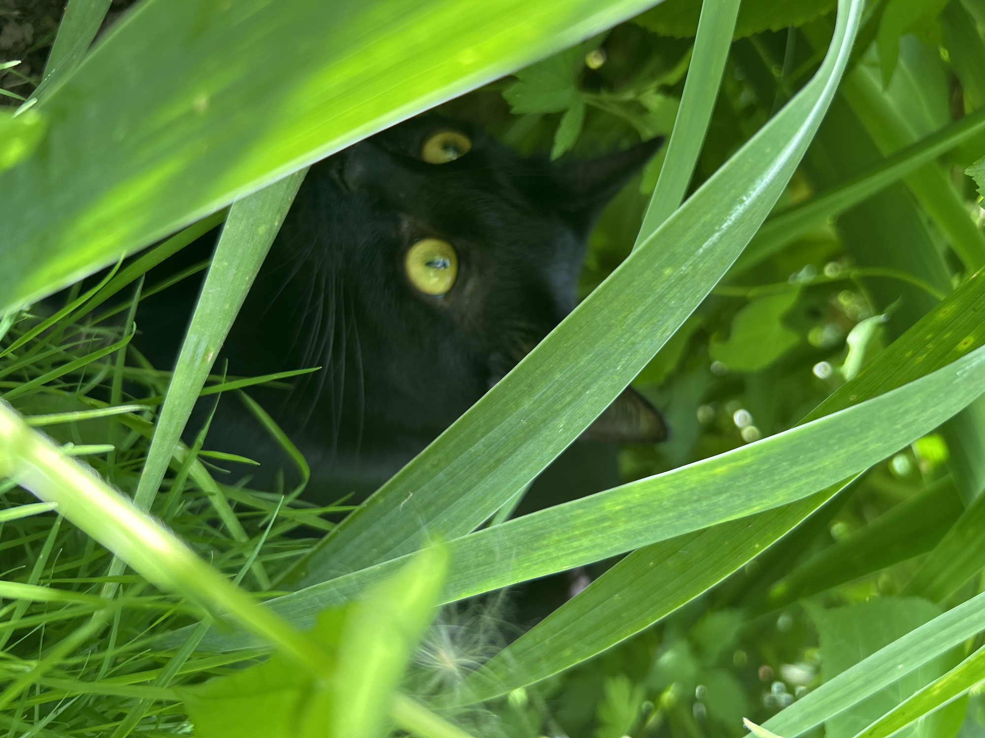 A black cat with bright yellow eyes peeks out from behind tall green blades of grass and leaves in what appears to be a garden or natural area. The background is lush with green foliage, suggesting a natural or outdoor setting. There are no discernible buildings, roads, or other urban features to indicate a specific location within the city of Ozeretskoe, Russia, or any other urban environment. The scene is focused on the cat, which is partially obscured by the vegetation. The lighting suggests it is daytime.