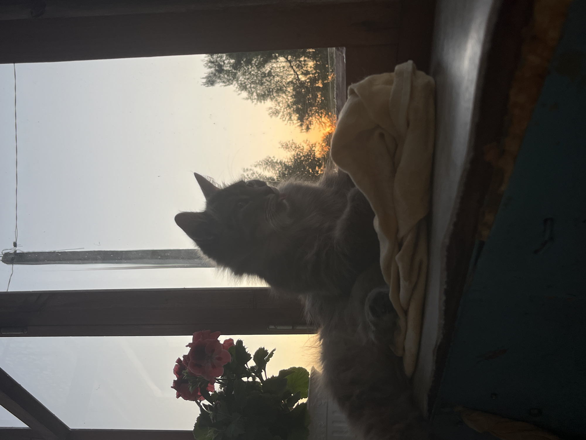 A gray cat sits on a windowsill next to a red geranium in a window with a view of a sunset or sunrise. A tan-colored cloth is draped next to the cat. The windowsill is painted blue. The location is likely Раздолье, Russia, based on the prompt.