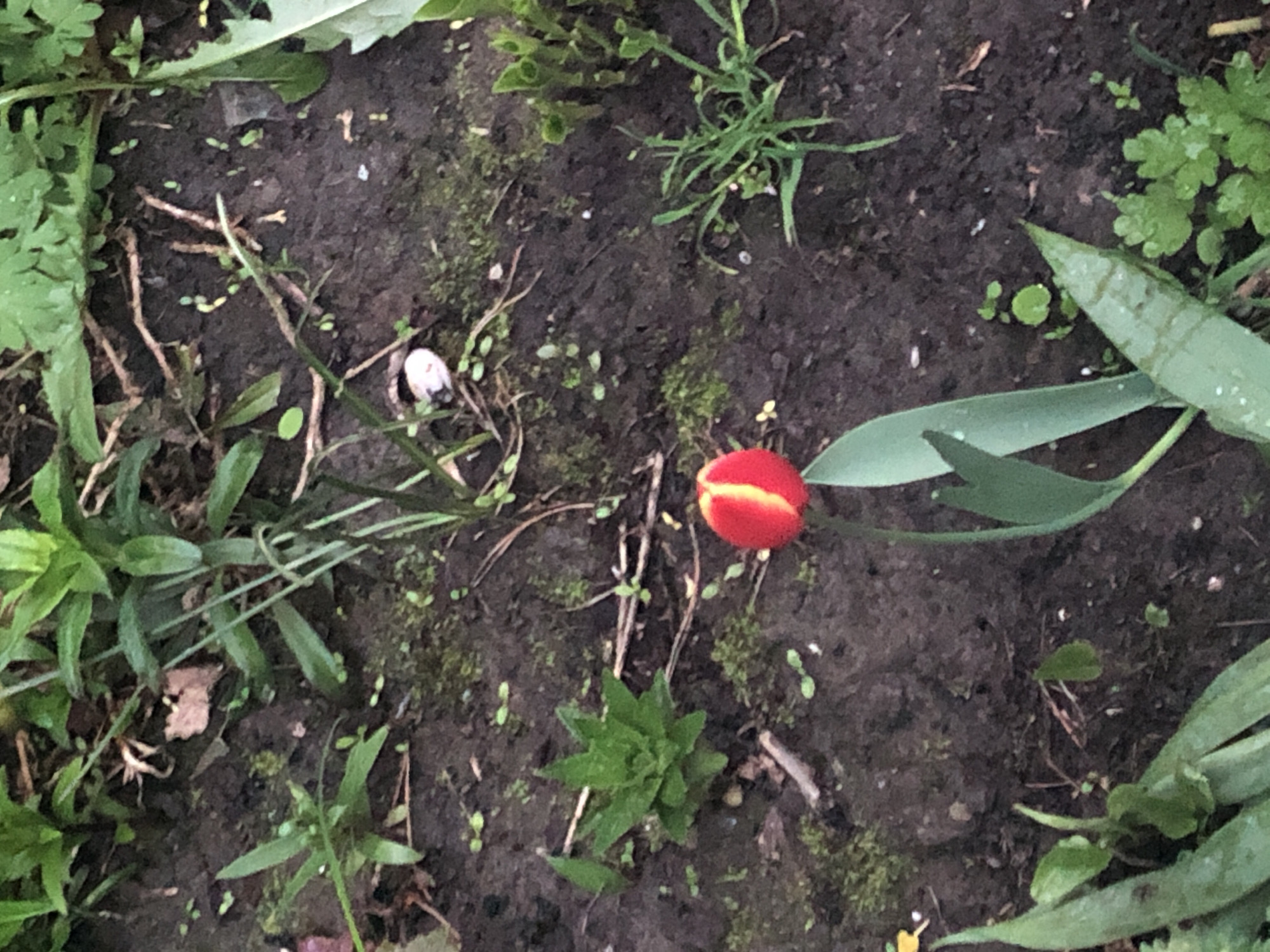 A red and yellow tulip bud emerges from dark soil amidst greenery, including various leaf types, blades of grass, and moss. The setting appears to be a garden bed in an unspecified location within the city of Unknown, Unknown.