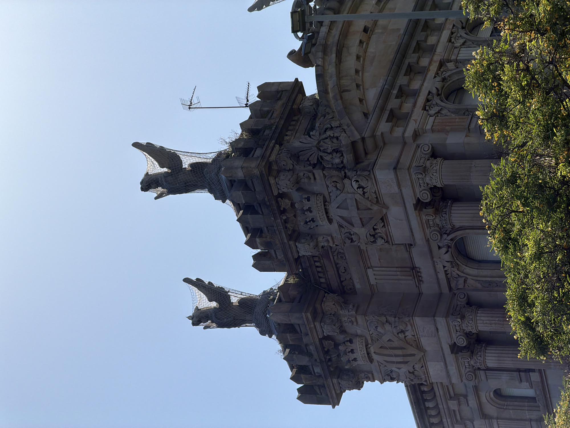 The image shows a close-up of the ornate facade of a stone building in Barcelona, Spain. The architecture features intricate carvings, columns with volutes, and decorative elements. Two gargoyles, made of dark stone and covered with protective netting, are visible on the building's upper section, projecting outwards. One gargoyle is positioned higher than the other. Above the building, a television antenna is mounted on a metal pole. To the right of the building, a lush green tree with small yellow flowers is in bloom, suggesting a warm, sunny day. The sky is a clear, light blue. The lighting indicates it is daytime, likely morning or afternoon given the bright sunlight casting shadows. The perspective is looking upwards at the building from below, emphasizing its height and architectural details. The scene is static, with no people or active events depicted.