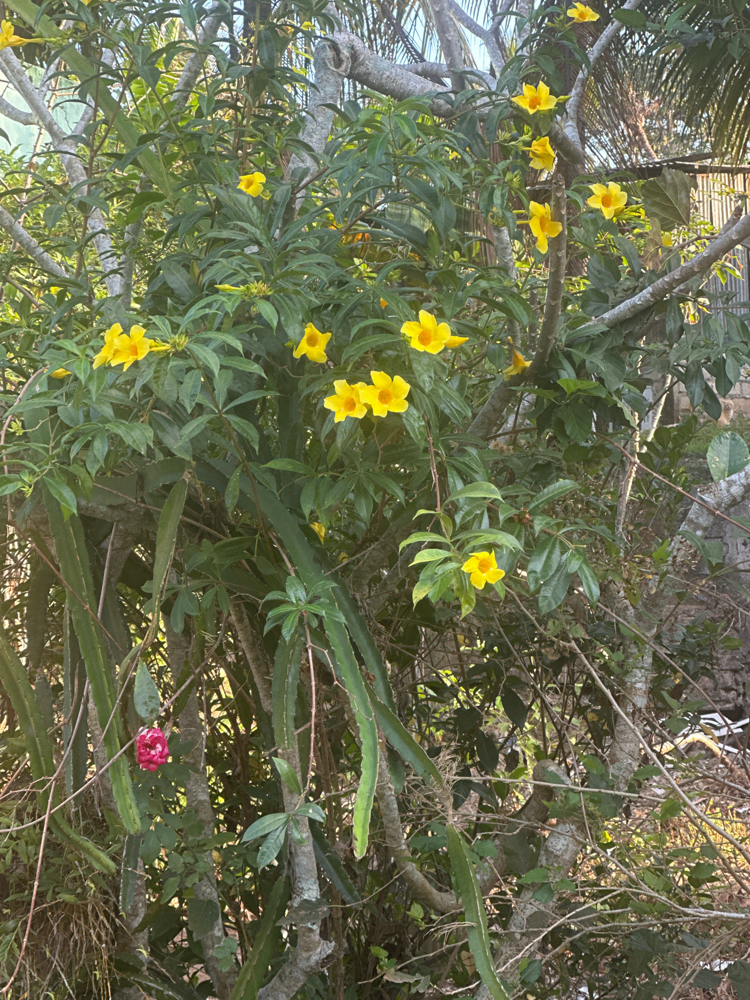 In Selemadeg Barat, Indonesia, a dense green bush with bright yellow trumpet-shaped flowers is prominently displayed, interwoven with the thick, woody branches of a tree. Amongst the yellow blooms, a single, deep pink rose stands out, adding a contrasting touch of color. The background reveals a glimpse of what appears to be a rustic fence and the dappled sunlight filtering through the foliage suggests an outdoor setting. The image captures a vibrant natural scene, rich in texture and color.