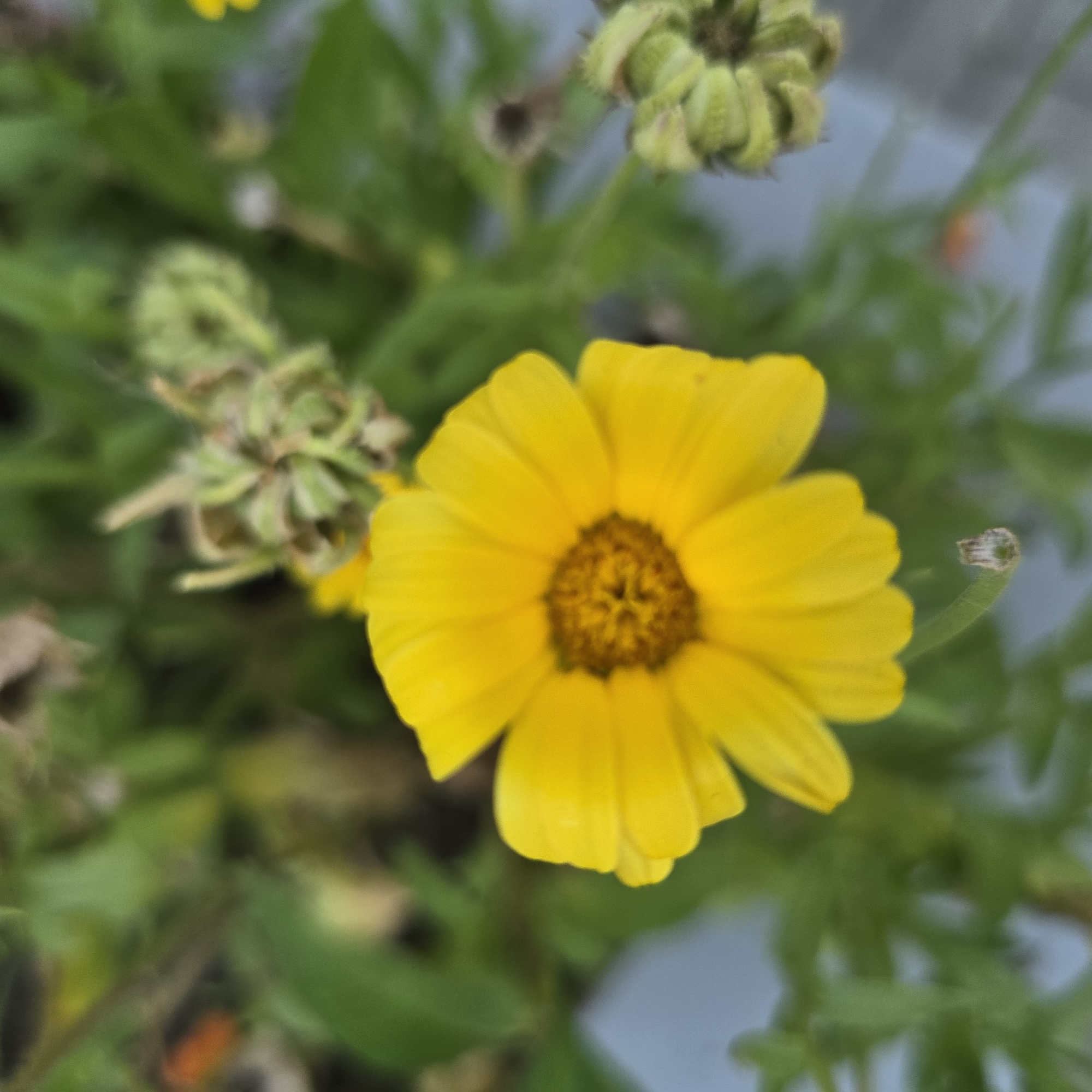 The image shows a close-up of a bright yellow flower with many petals surrounding a darker center. The flower is in focus, while the background is blurred, consisting of green foliage and some buds. There are no people or discernible actions in the image. The scene is an outdoor natural environment, possibly a garden or park, with no specific indicators of its location in Belokurikha, Russia.