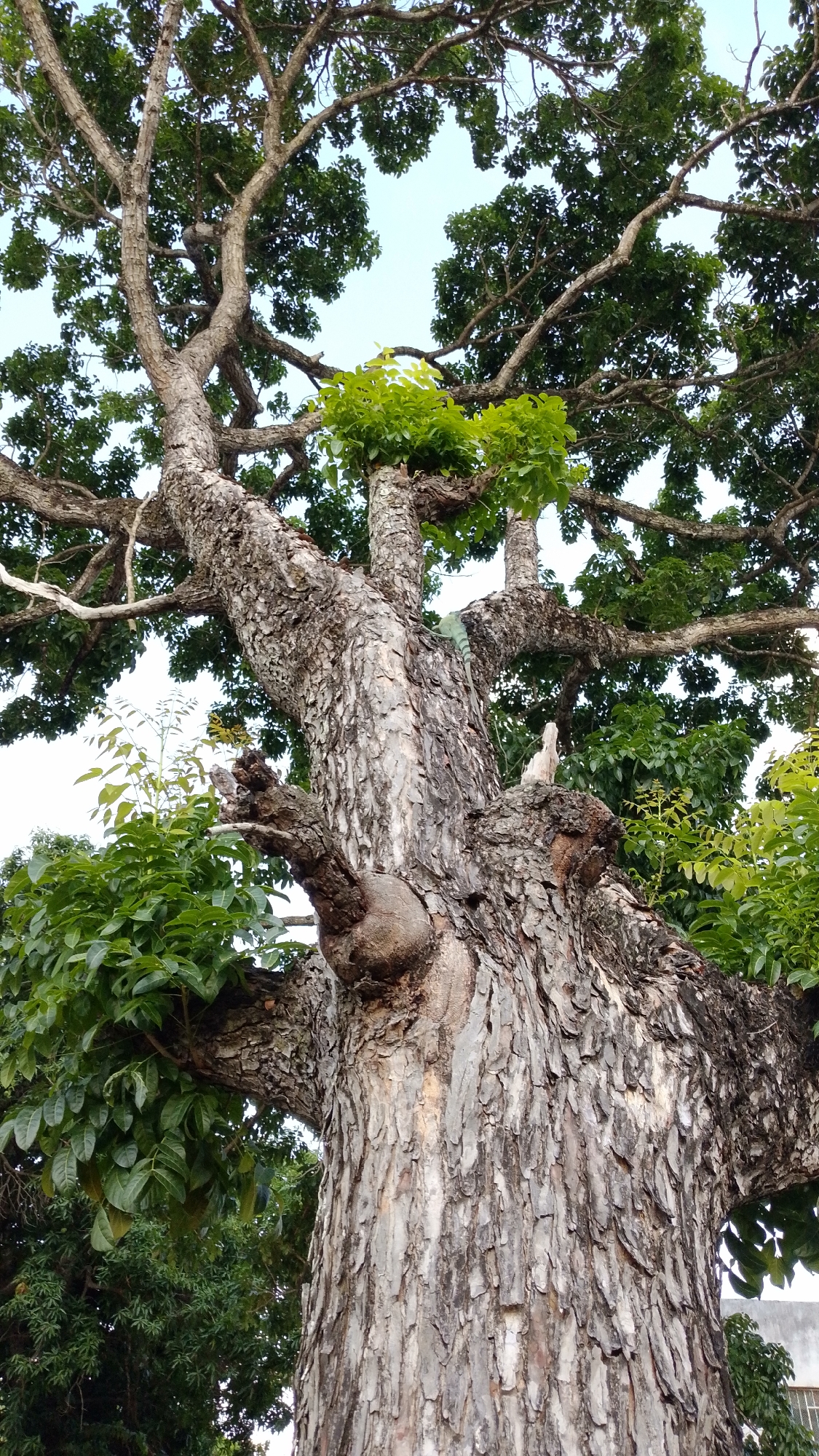 The image provides an upward-looking view of a large, mature tree, likely situated in Tinaquillo, Venezuela. The dominant feature is the tree's thick, textured trunk and robust, gnarled branches. The bark exhibits a rugged, scaly appearance with shades of grey and light brown, showing deep furrows and variations in texture. Numerous branches extend upwards and outwards, forming an expansive canopy.
The foliage consists of abundant, dark green leaves, interspersed with sections of brighter, vibrant green new growth, particularly noticeable on some smaller branches. Through the gaps in the dense canopy, a clear, light blue sky is visible, indicating a bright daytime setting with fair weather.
Within the tree, two animals are present. A light green lizard, possibly an iguana or anole, is partially camouflaged on a thick, horizontal branch extending towards the upper right of the trunk. Closer to the main trunk, a small, light-colored bird, possibly a dove or pigeon, is perched on a prominent, gnarled section of a branch.
In the background on the right side of the image, a light-colored building with a visible window can be faintly seen through the leaves. The scene conveys a sense of natural tranquility and a thriving ecosystem. No text is visible in the image.