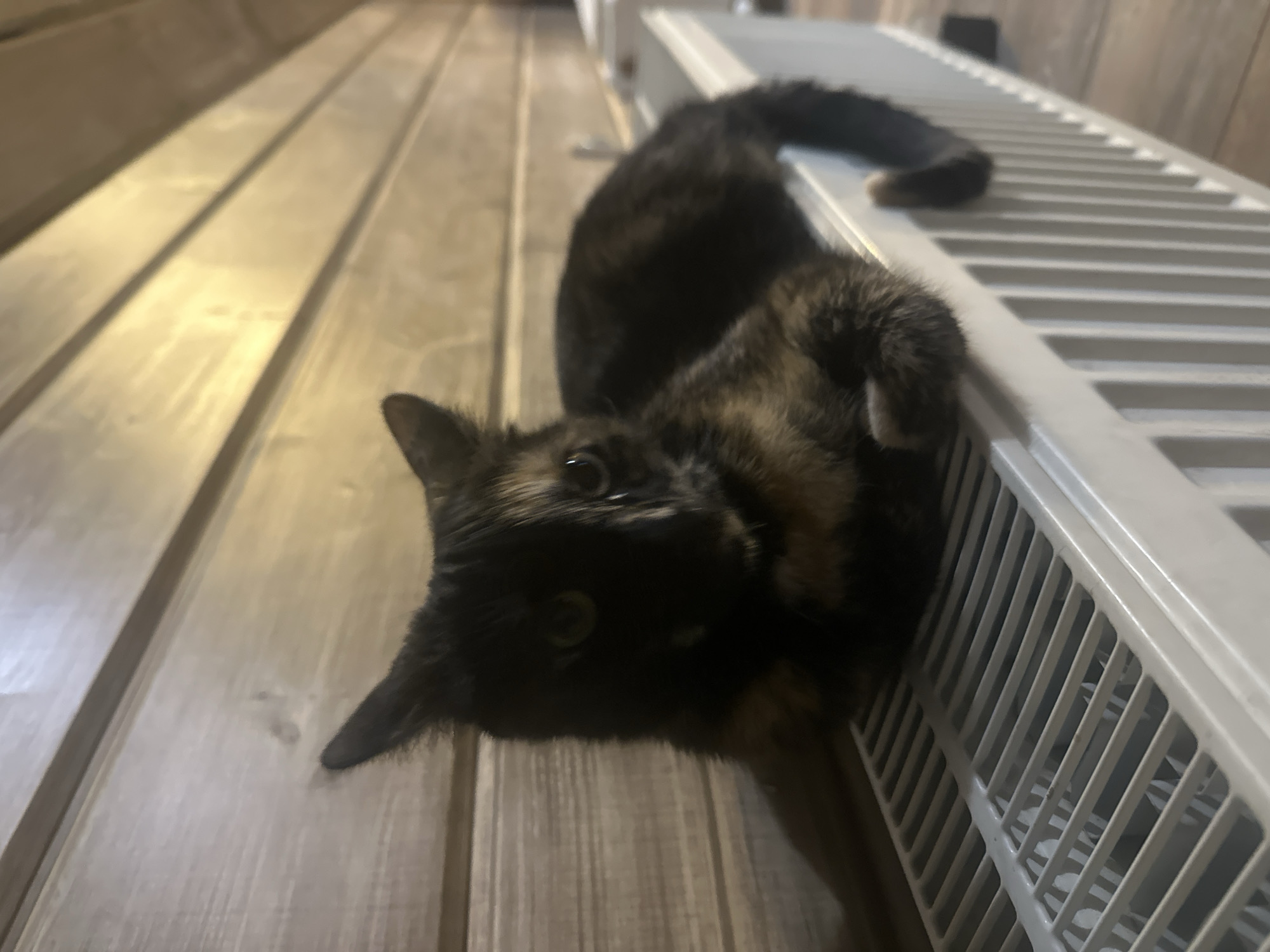 A tortoiseshell cat is lying on a white radiator. The cat is facing the camera with its front paws tucked underneath its body. The radiator is in front of a wooden paneled wall. The image appears to have been taken indoors. The location in the city of Virki, Russia, cannot be determined from the image.