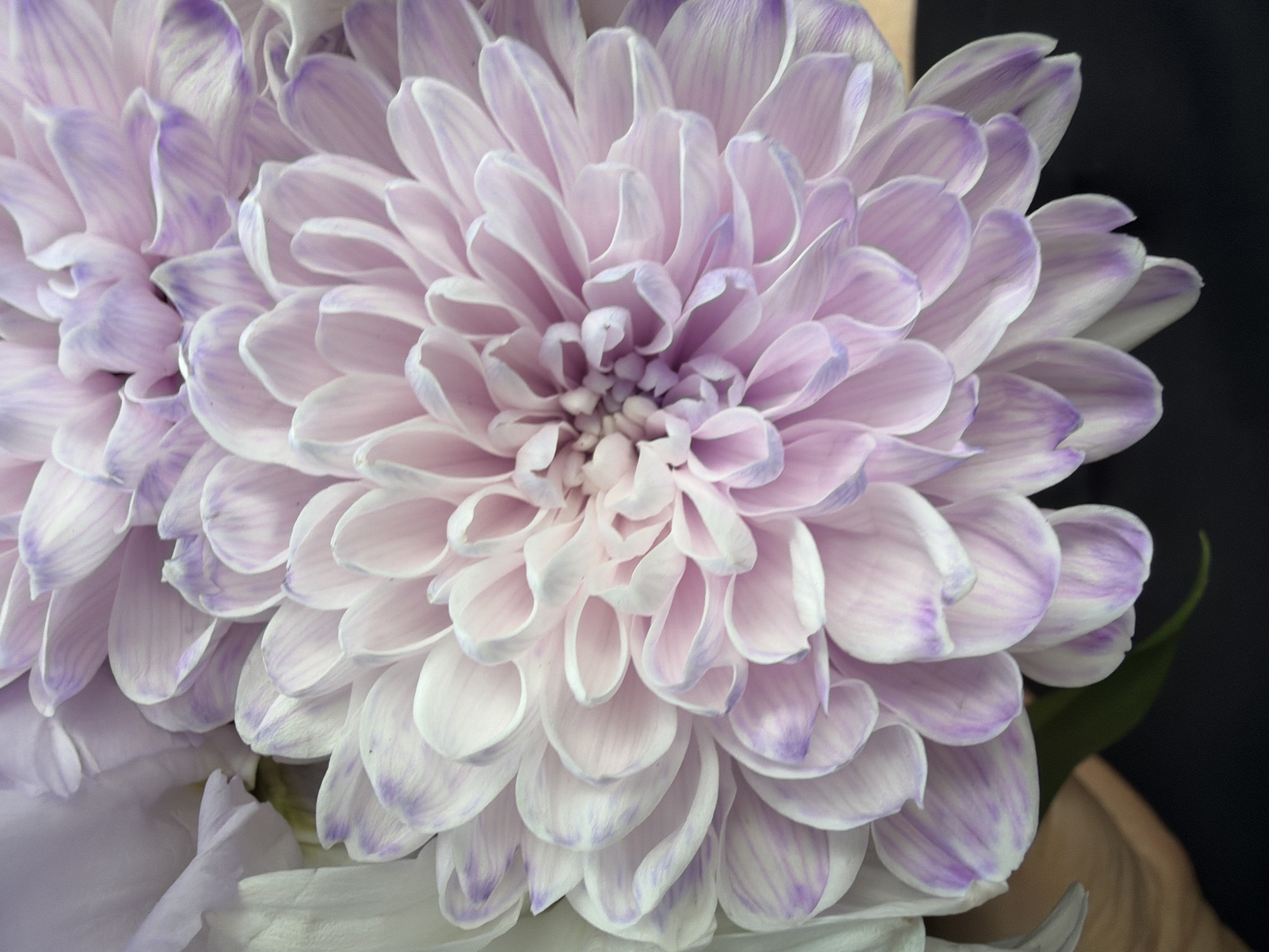 The image shows a close-up of two light purple and white chrysanthemum flowers. The larger flower is centered in the frame, displaying its tightly layered petals with delicate purple edges. A second, partially visible flower is located on the left side of the image, slightly out of focus. A dark background is visible behind the flowers, highlighting their shape and color. There is also a green leaf and part of a beige object visible in the background, hinting at a possible floral arrangement. The location of the image is unknown.