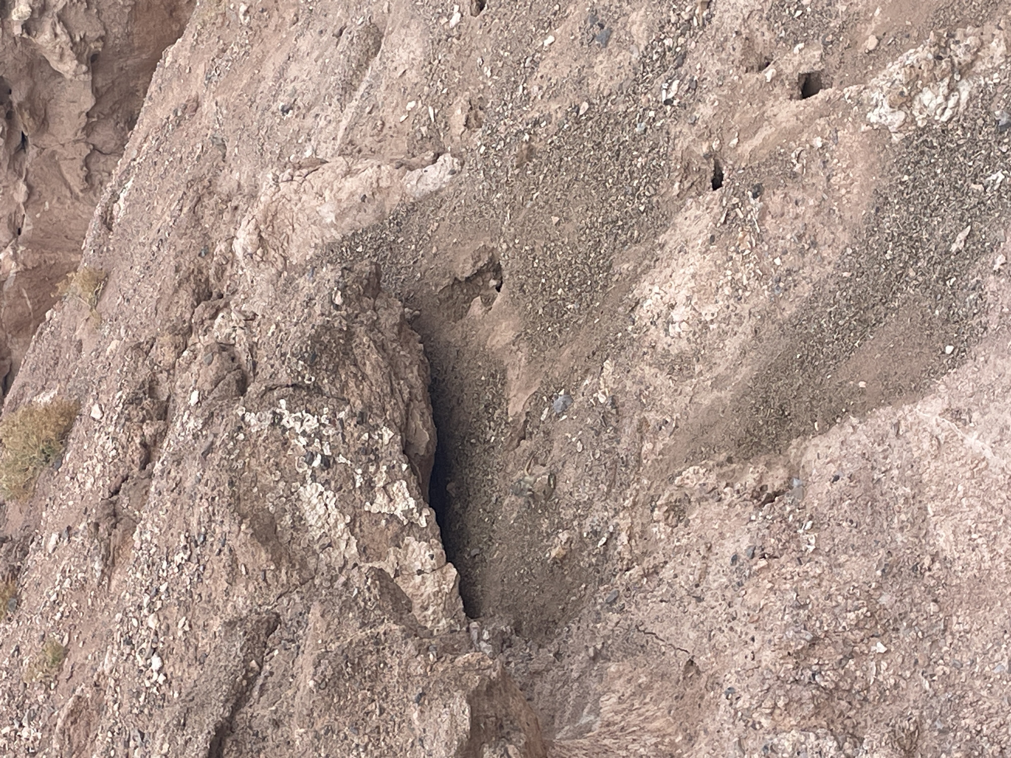 The image depicts a rocky, arid hillside with sparse vegetation. The terrain is predominantly composed of reddish-brown soil and rocks of varying sizes. There are several small openings or burrows visible in the hillside, suggesting the presence of animal habitats. The lighting suggests it is daytime, with shadows indicating the sun's position. The scene is natural and undeveloped, consistent with an outdoor environment outside a populated area. There are no humans or man-made objects visible in the image.