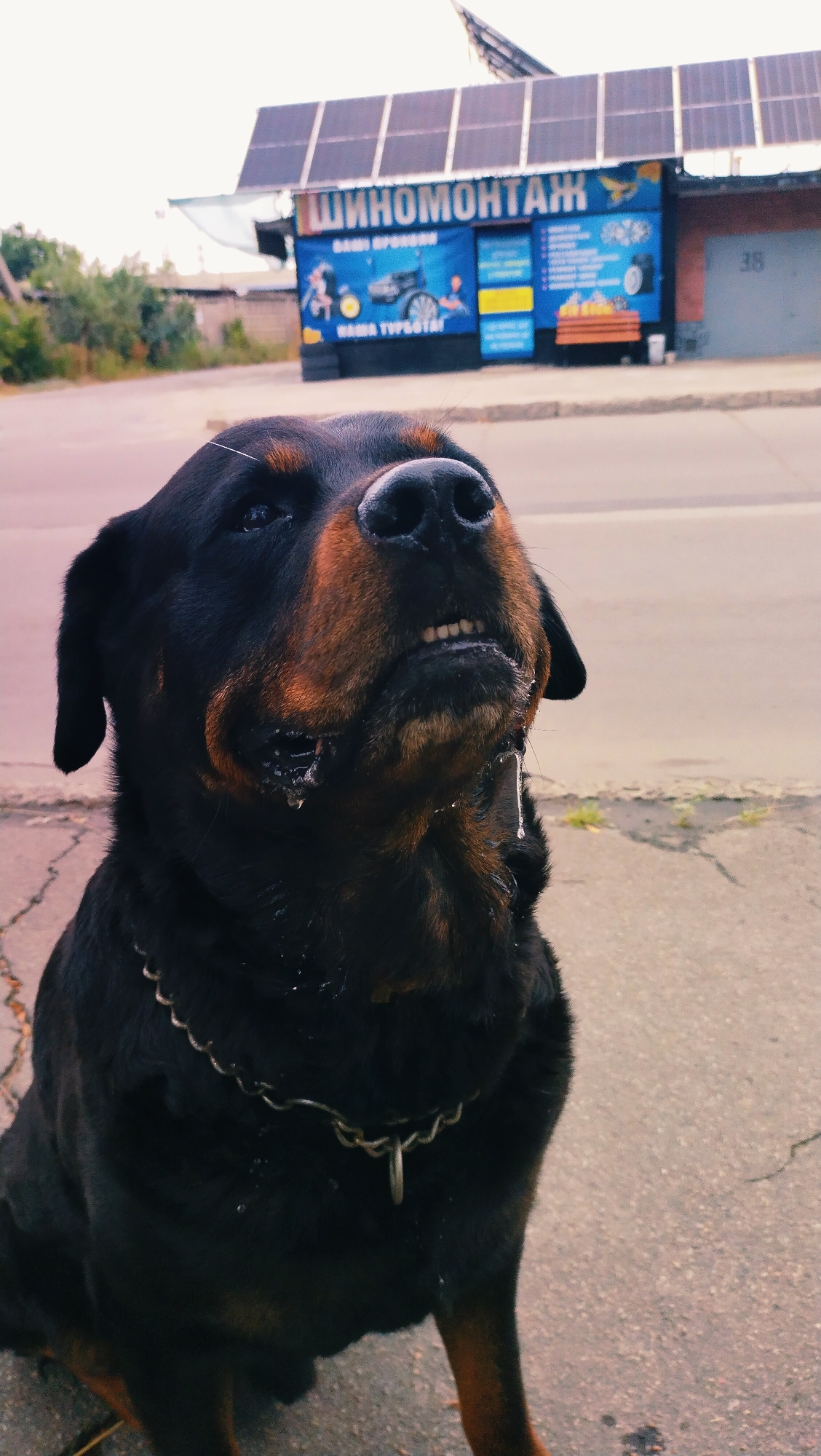 A Rottweiler dog is sitting on a paved surface in front of a building with a sign in Cyrillic script that reads "ШИНОМОНТАЖ" (Shinomontazh), indicating a tire service. The building appears to be a small commercial structure with solar panels installed on its roof. The dog is black and tan with a metal chain collar and is looking upwards, with saliva dripping from its mouth. The background shows a street and some trees. The location is the city of Horishni Plavni, Ukraine.