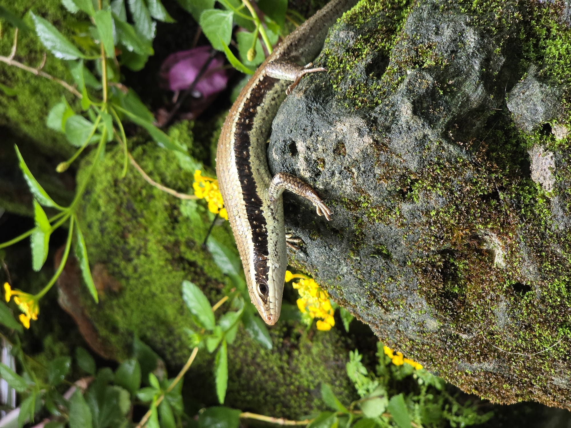 A close-up captures a lizard resting on a moss-covered rock surface amid green foliage and scattered yellow flowers. The lizard has a brown and beige patterned body with visible legs. The rock is dark and weathered with patches of moss. Mũi Né, Vietnam.