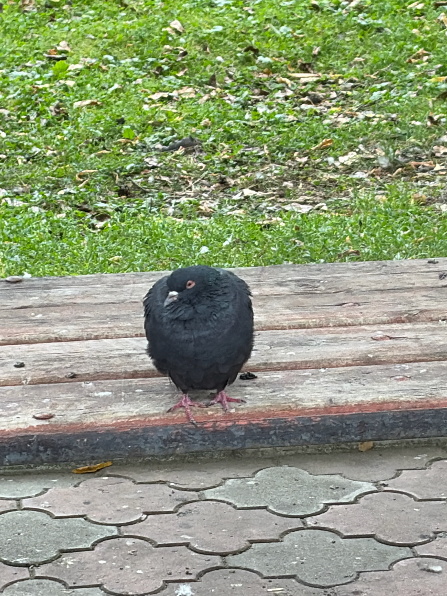 A black pigeon with red eyes stands on a wooden bench in a park. The pigeon is facing forward, with its head slightly tilted. The bench is made of weathered wood planks. Behind the bench, green grass with scattered brown leaves is visible. The ground in front of the bench is paved with interlocking concrete blocks. The scene appears to be in a public park in Angarsk, Russia, given the context provided.