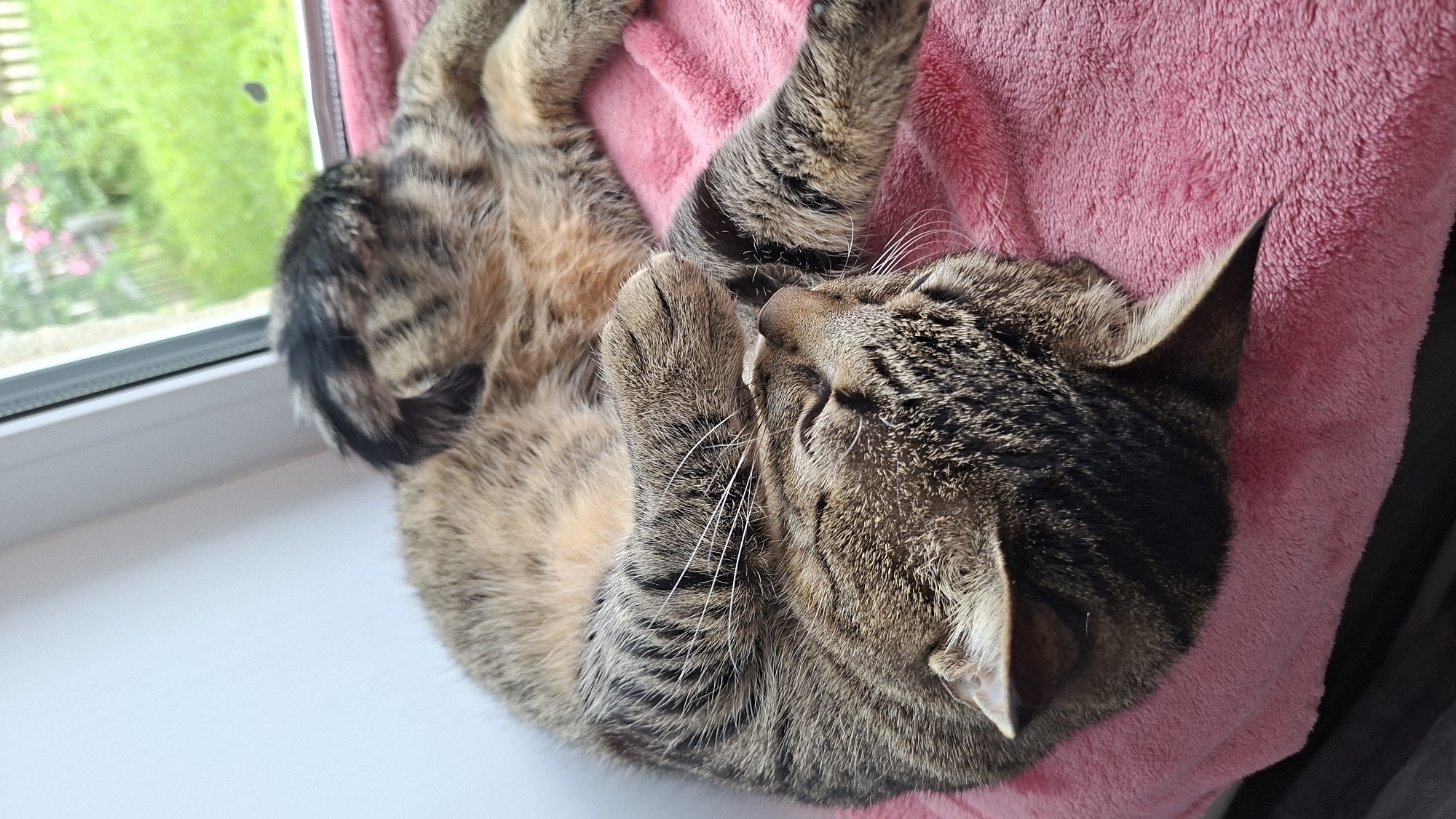 A tabby cat sleeps curled up on a pink blanket on a windowsill. The cat's eyes are closed and its paws are tucked in. A window is visible behind the cat, with a blurred view of greenery and pink flowers outside. The scene is likely from a home in Забалоцкі сельскі Савет, Belarus, given the context of the request.