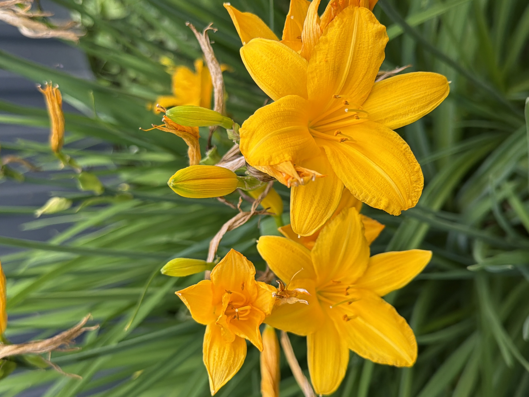 The image displays a cluster of vibrant yellow daylilies in full bloom, set against a backdrop of lush green foliage and a dark, out-of-focus fence. The flowers are the primary subjects, with their trumpet-shaped petals and prominent stamens rendered in sharp detail. Some buds are also visible, hinting at future blooms. The lighting suggests it is daytime, likely outdoors in a garden setting. There are no people or animals present. The scene is tranquil and natural, focusing solely on the beauty of the flowers and their environment.