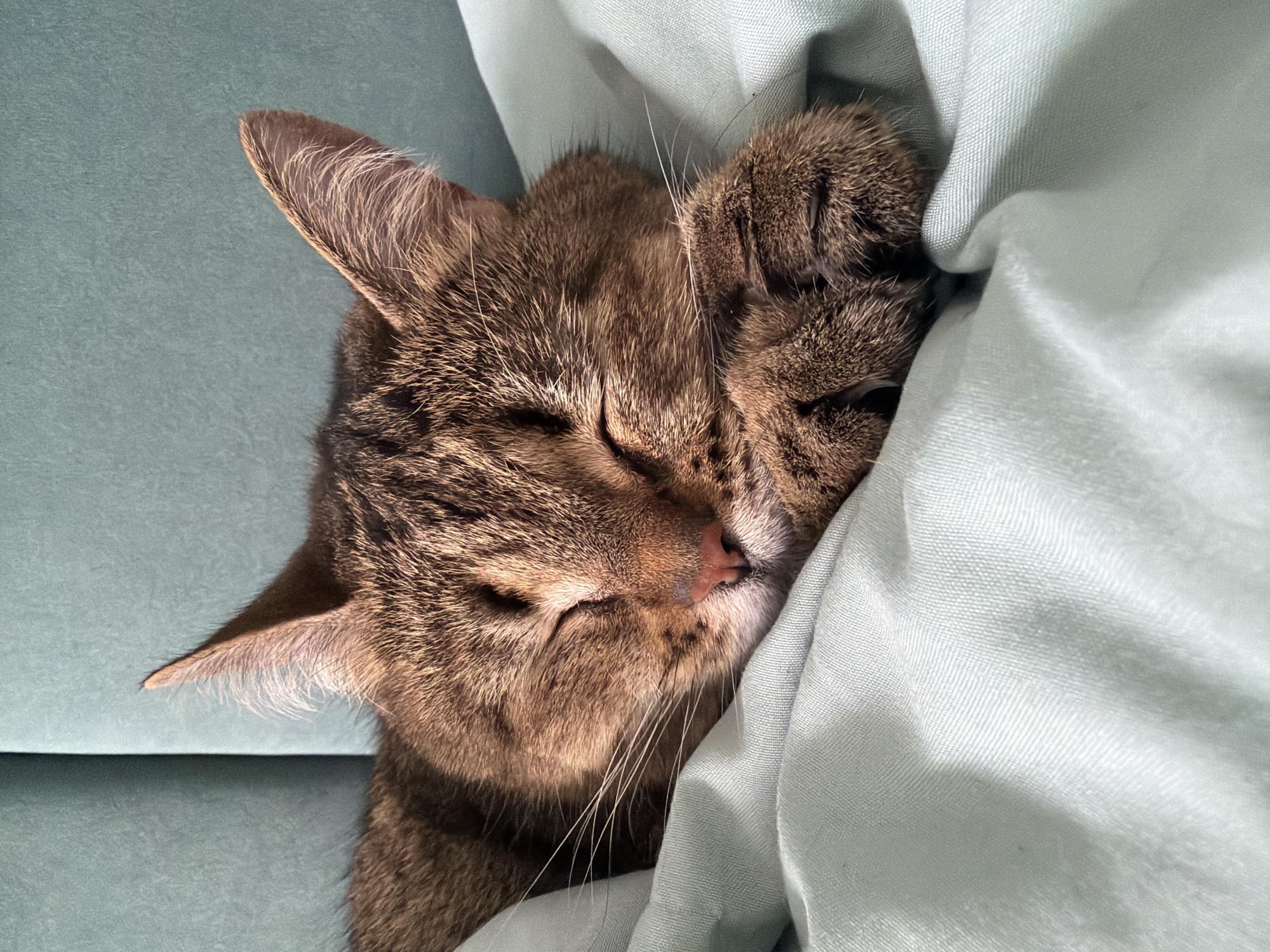 A brown tabby cat sleeps on a teal-colored couch, partially covered by a light blue blanket. The cat's head is visible with its ears perked and eyes closed. One of its paws is resting near its face. The scene appears to be indoors, potentially in a home. There is no explicit evidence in the image to confirm the location is Chaikovsky, Russia.